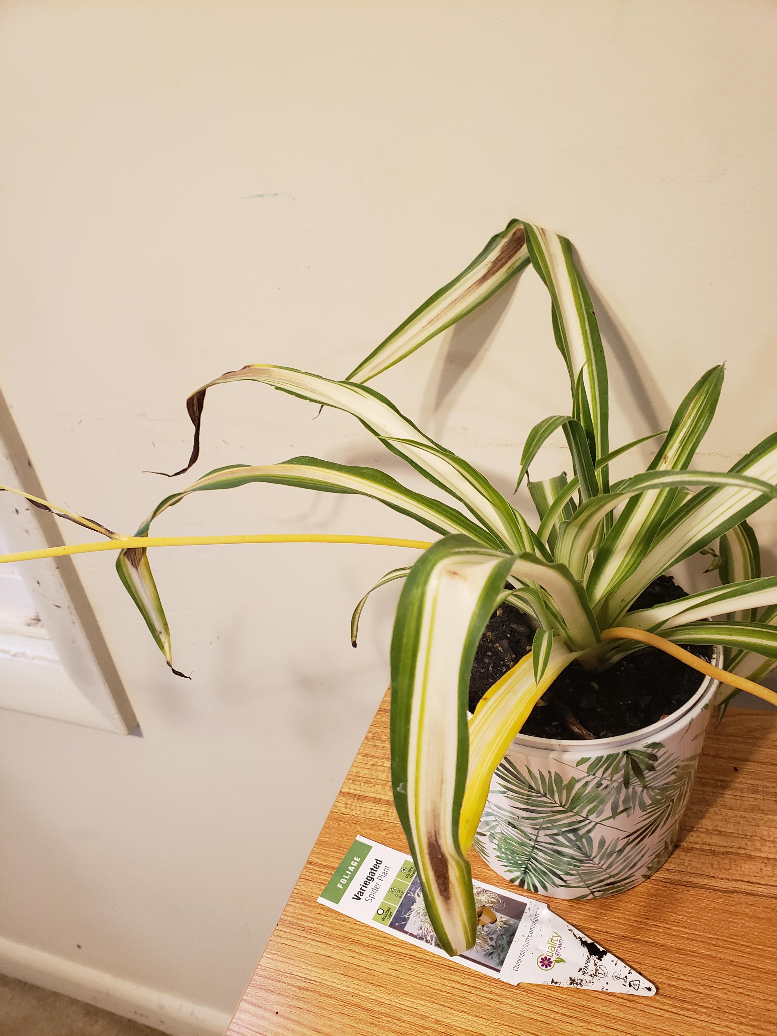 Why is my spider plant dying? 😭 r/plants