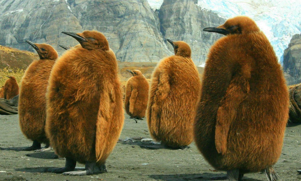 🔥 King Penguin chicks waiting for their parents to return 🔥 r