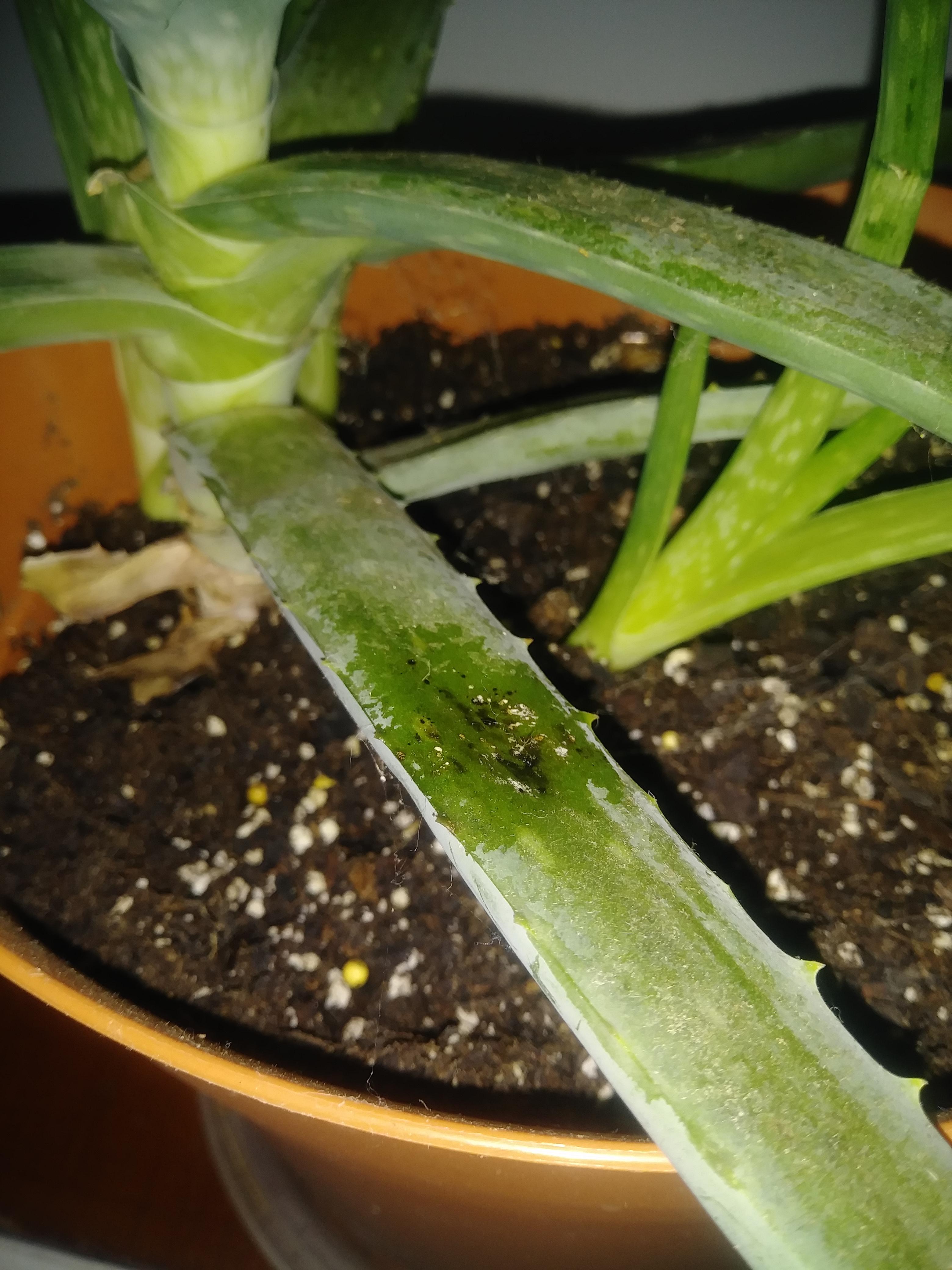 Aloe vera disease or pest? r/houseplants
