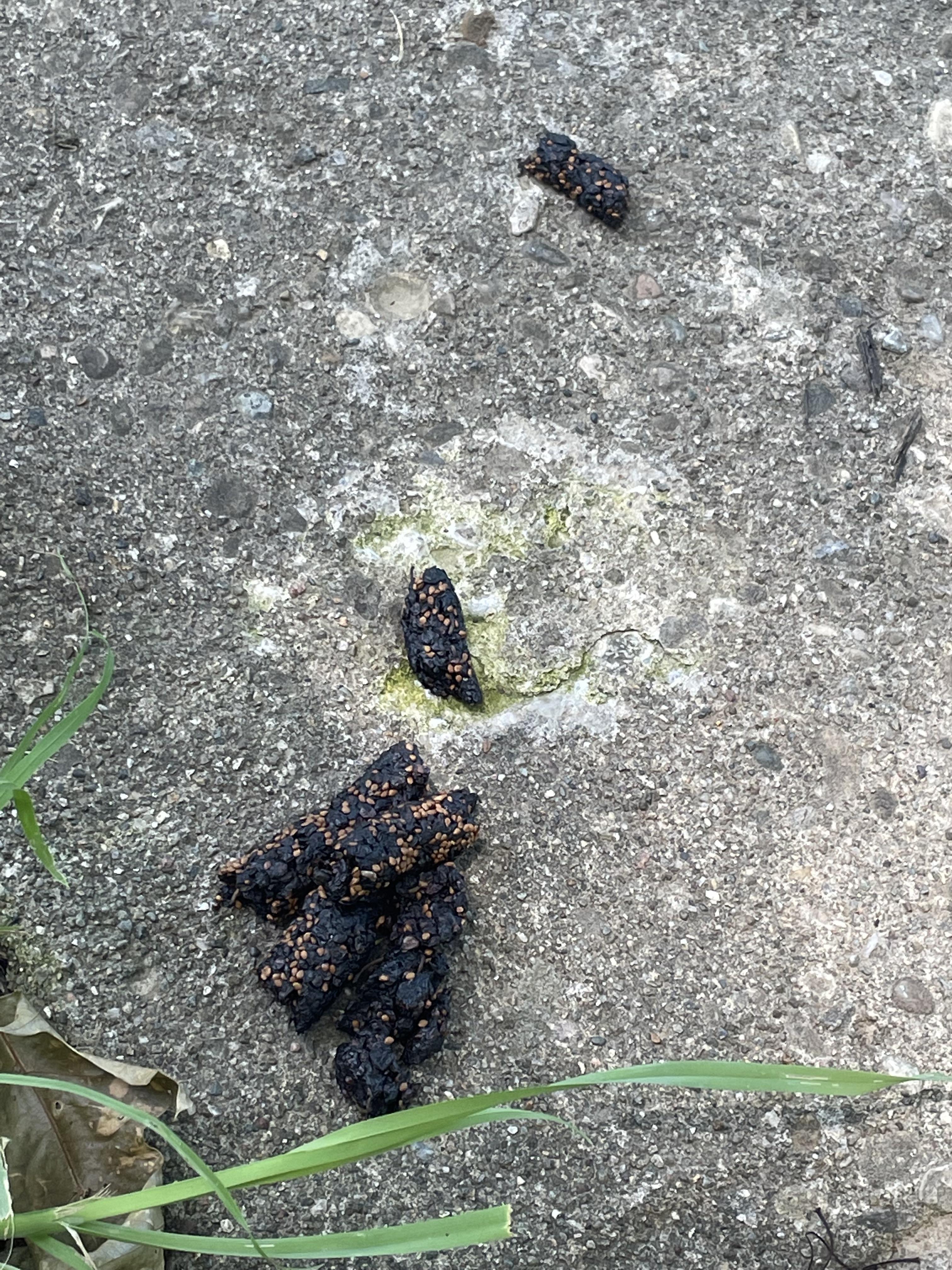 Can anyone identify animal scat? Found in southwest Ohio in our yard