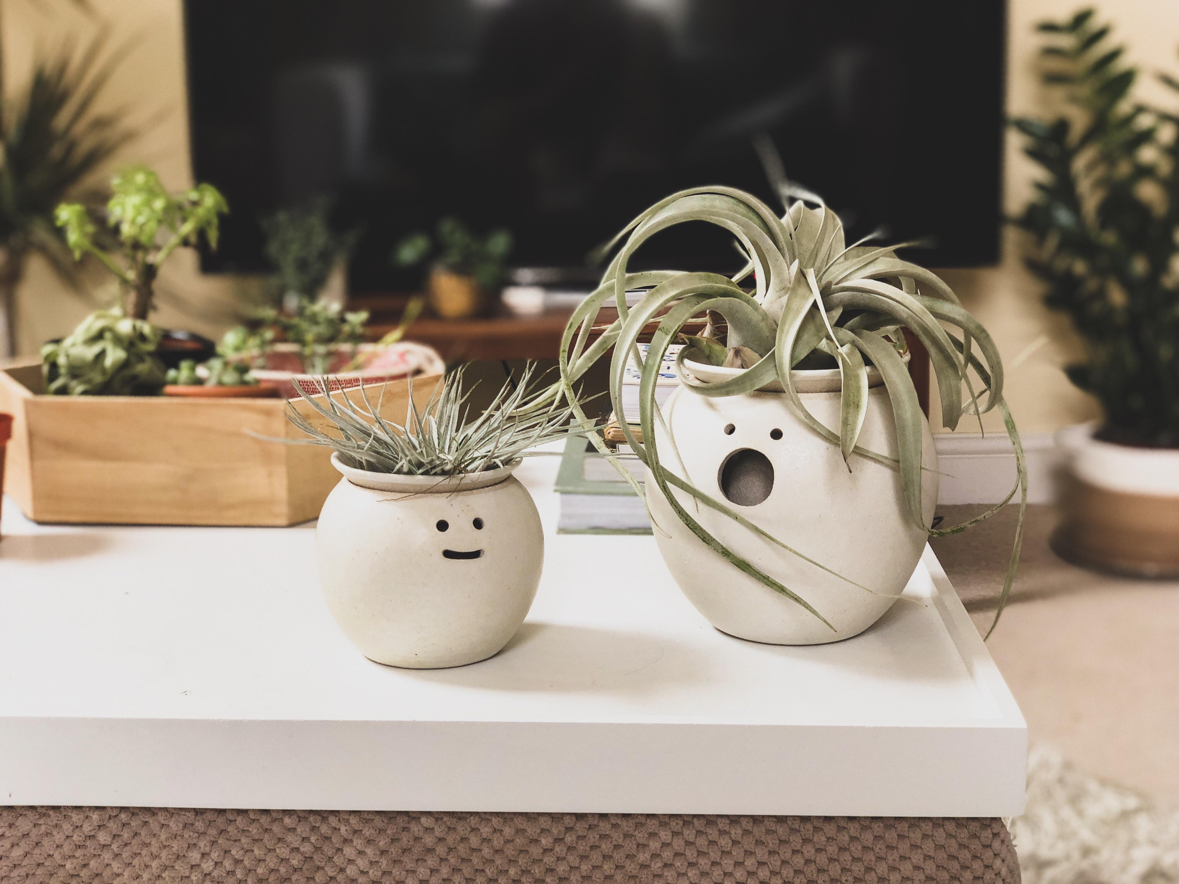 As plants can’t speak, I let the pots do the talking r/succulents