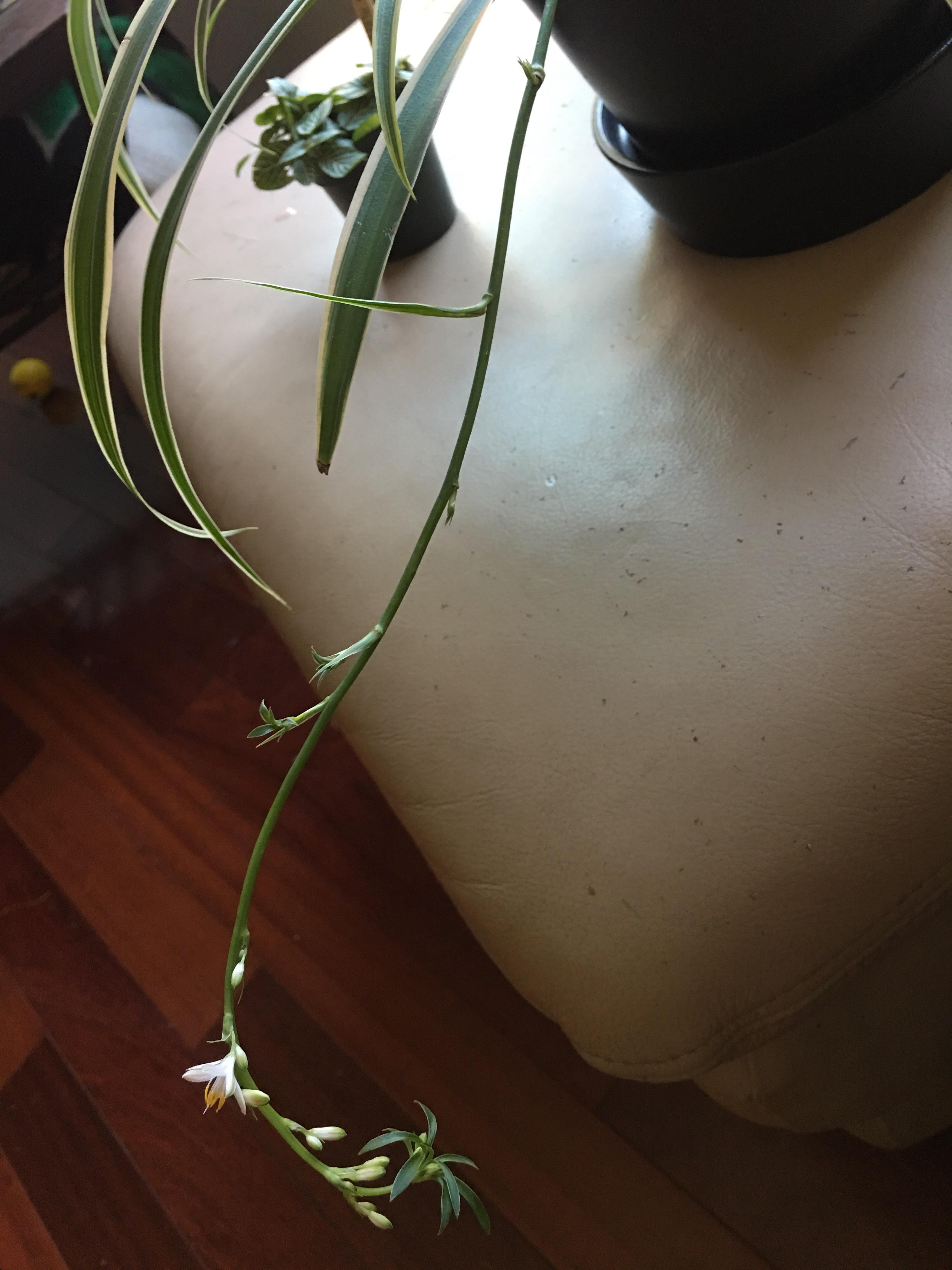 Do spider plants only produce pups at the end of the shoots? Or am I