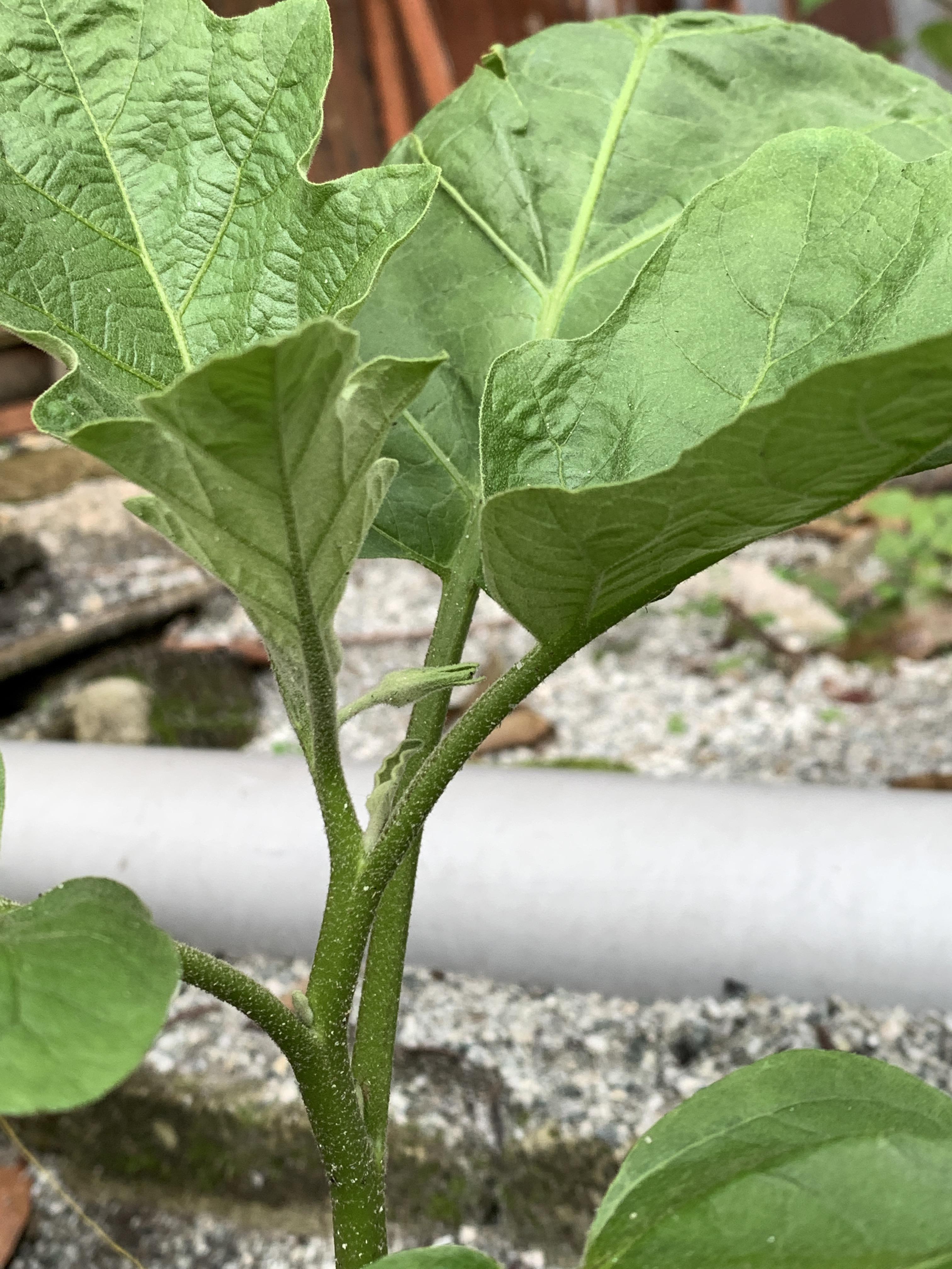 Young Eggplant starting to flower. It is only 2 months old. Growing