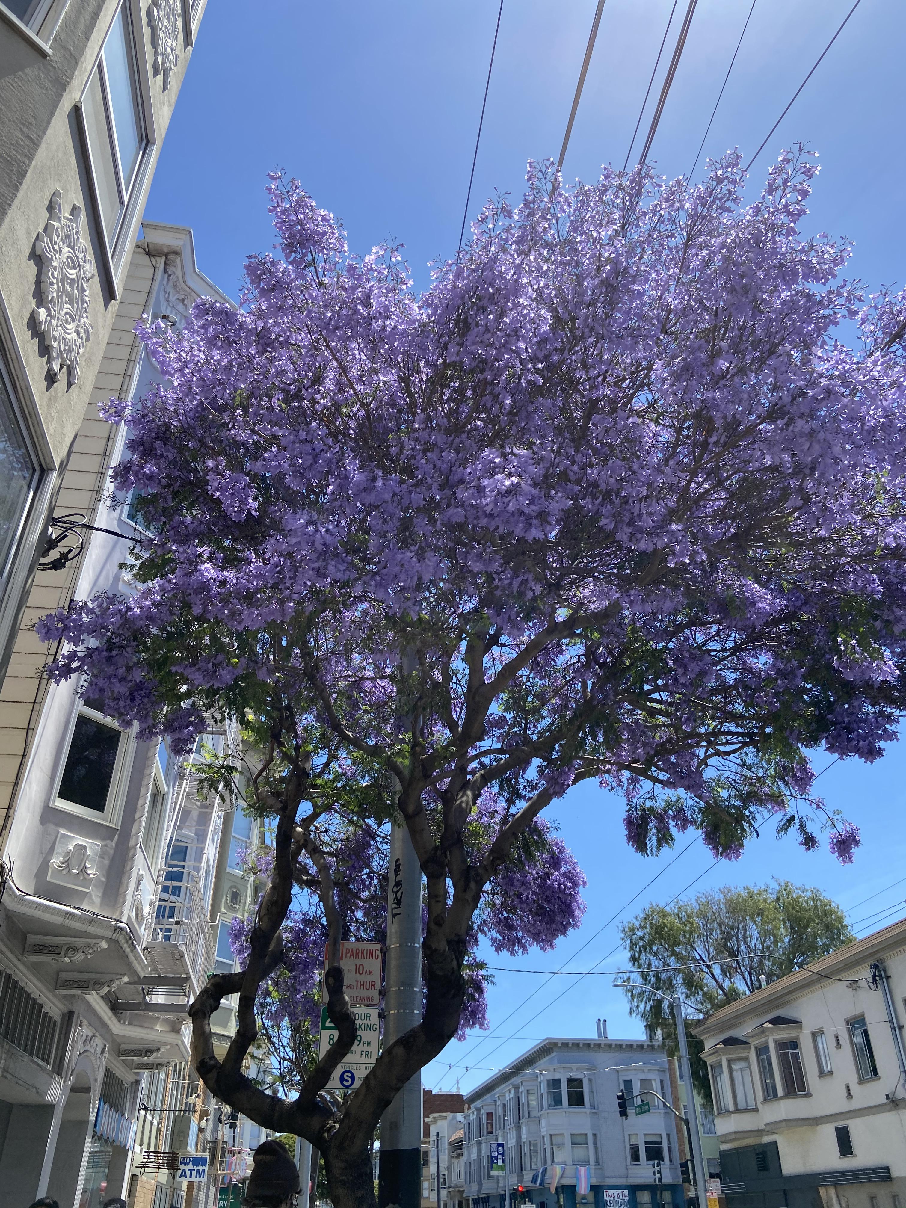 ? San Francisco, CA ? r/PlantIdentification