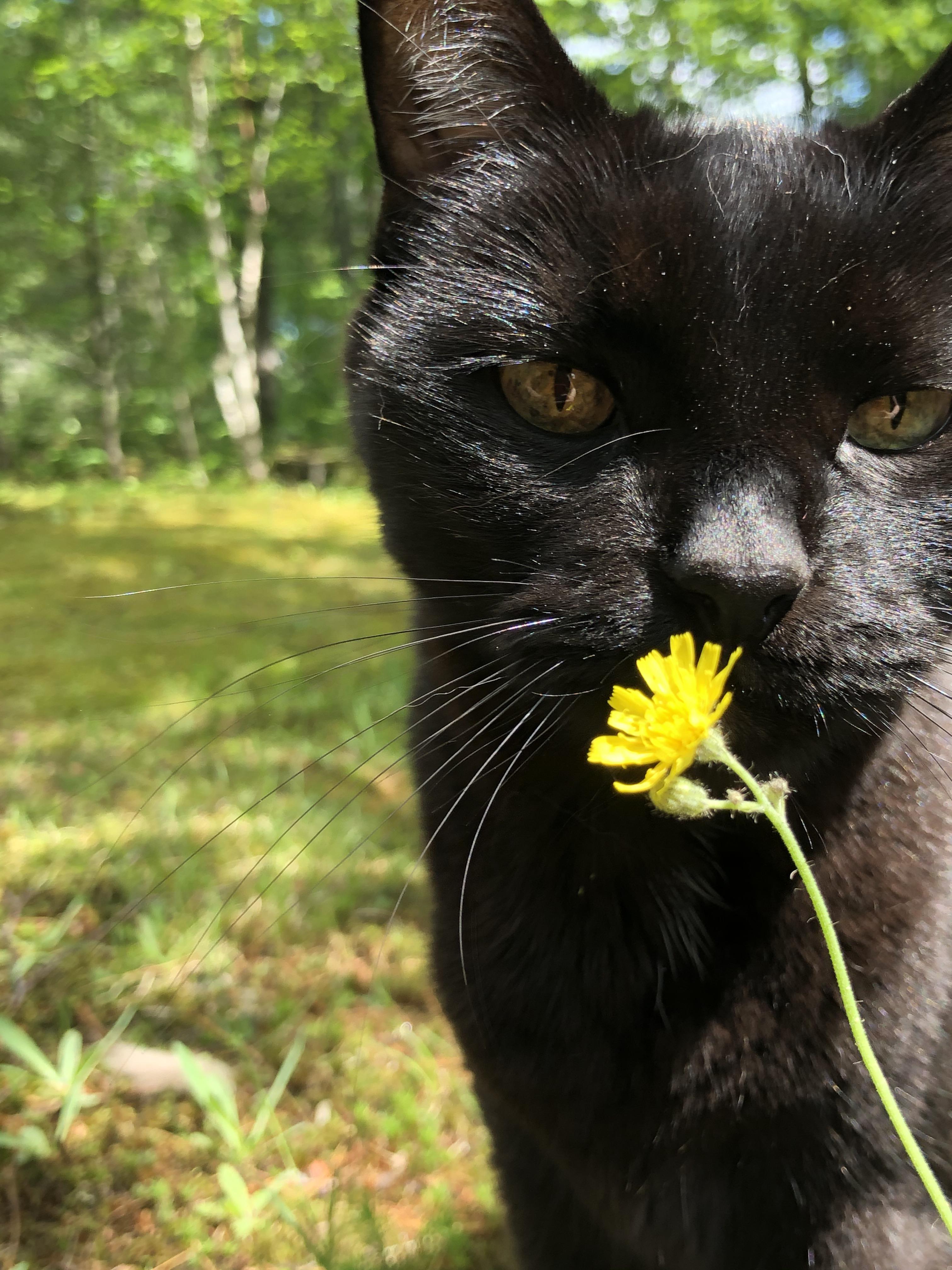 Stopping to smell the flowers r/blackcats