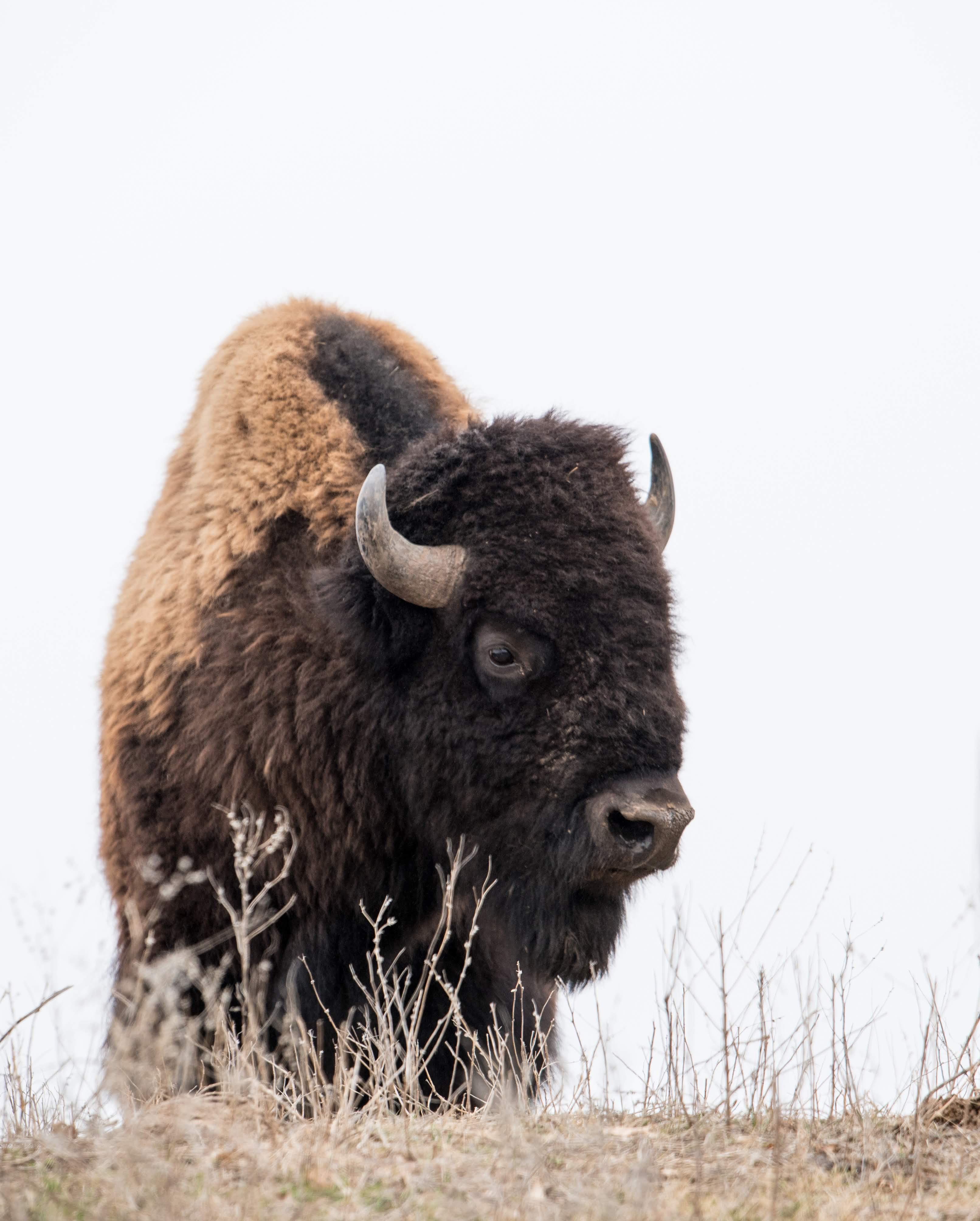 Buffalo herd at the Wildlife Safari Park in Ashland, NE. I caught a