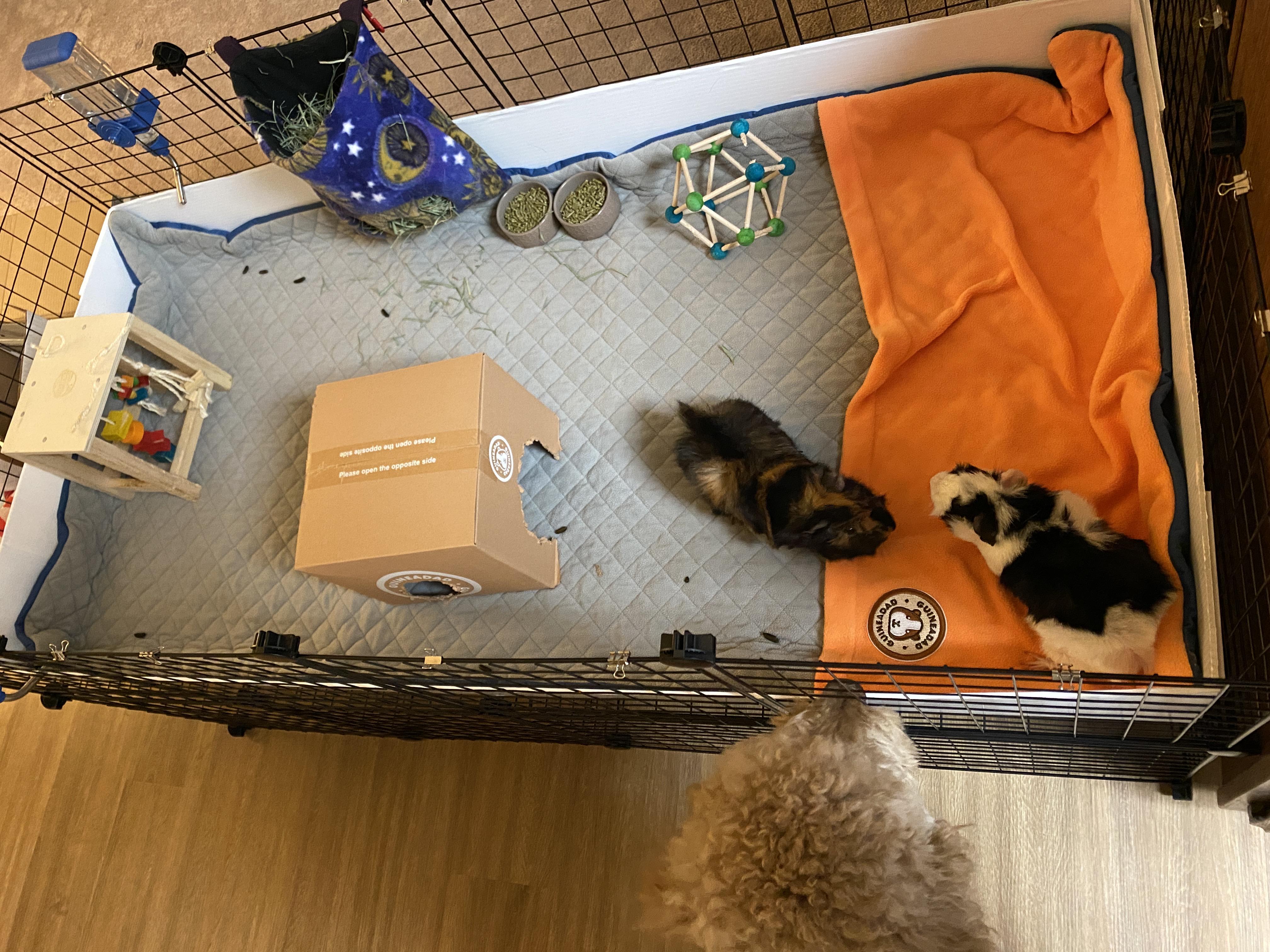 Just got our first GuineaDad liner! r/guineapigs