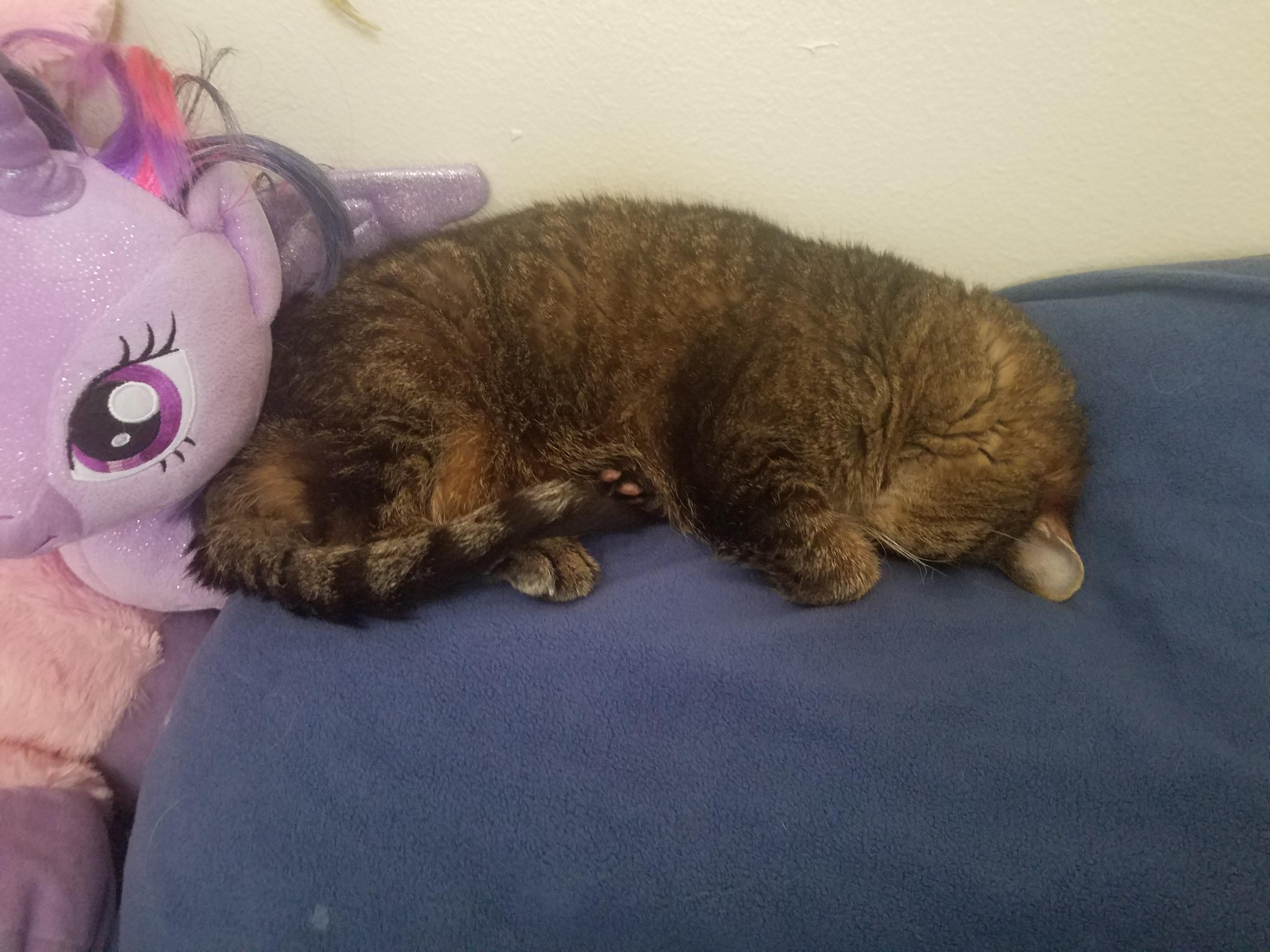 I caught her sleeping on my pillow. Normally she sleeps BY my pillow