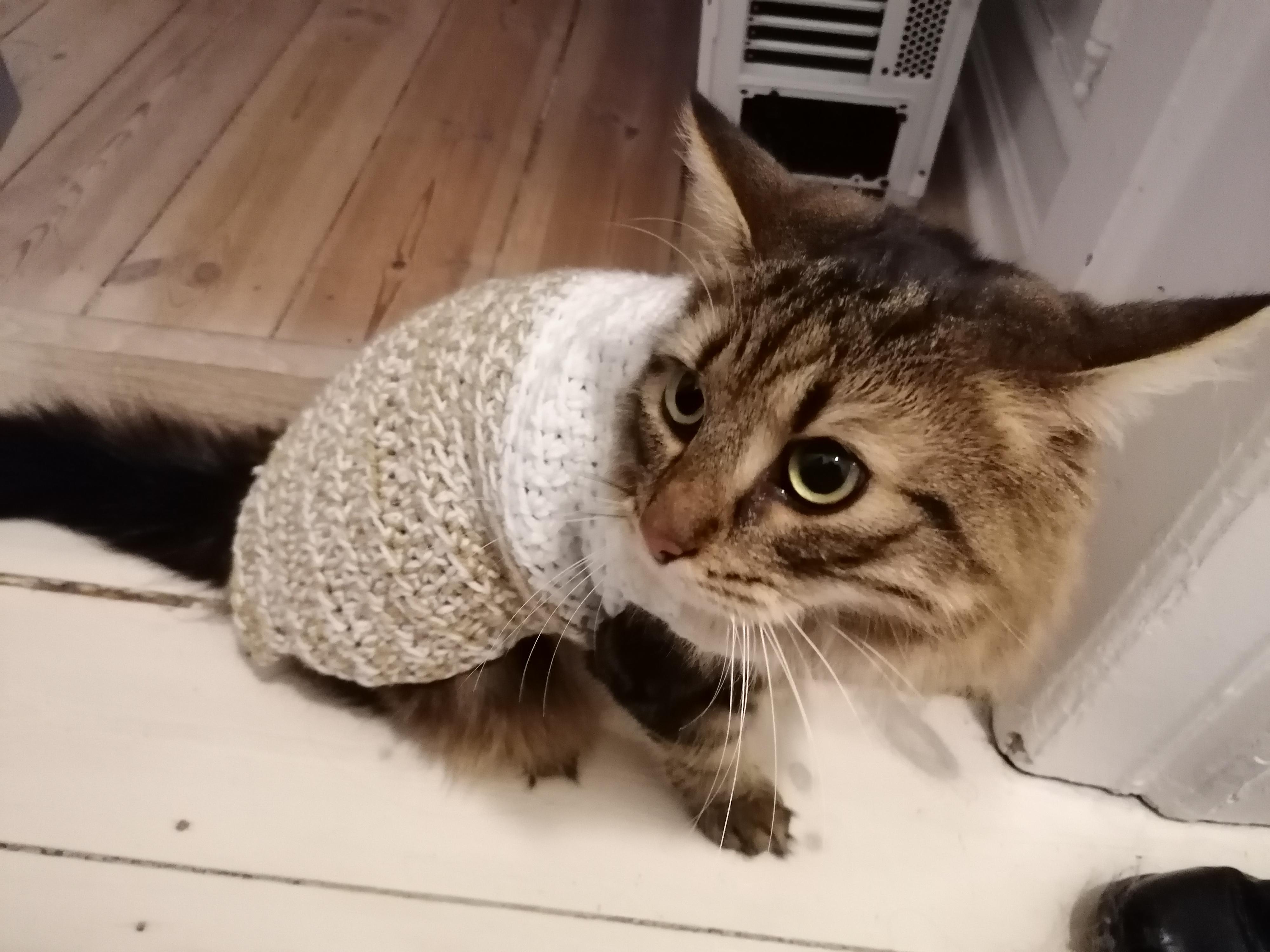 My cat has anxiety and feels safe when he's wearing a sweater, so I