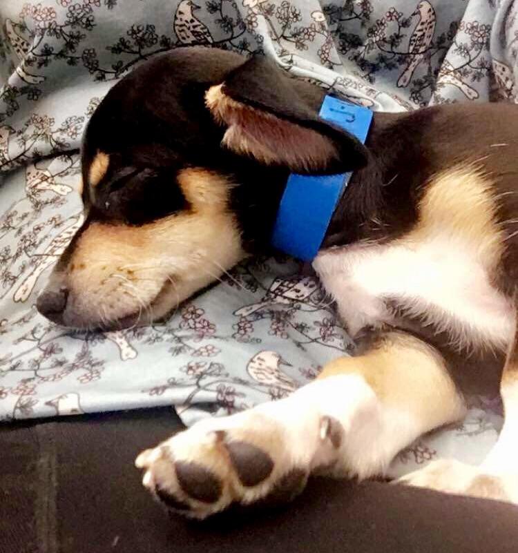 When you can't move because growing puppies need to have their nap time