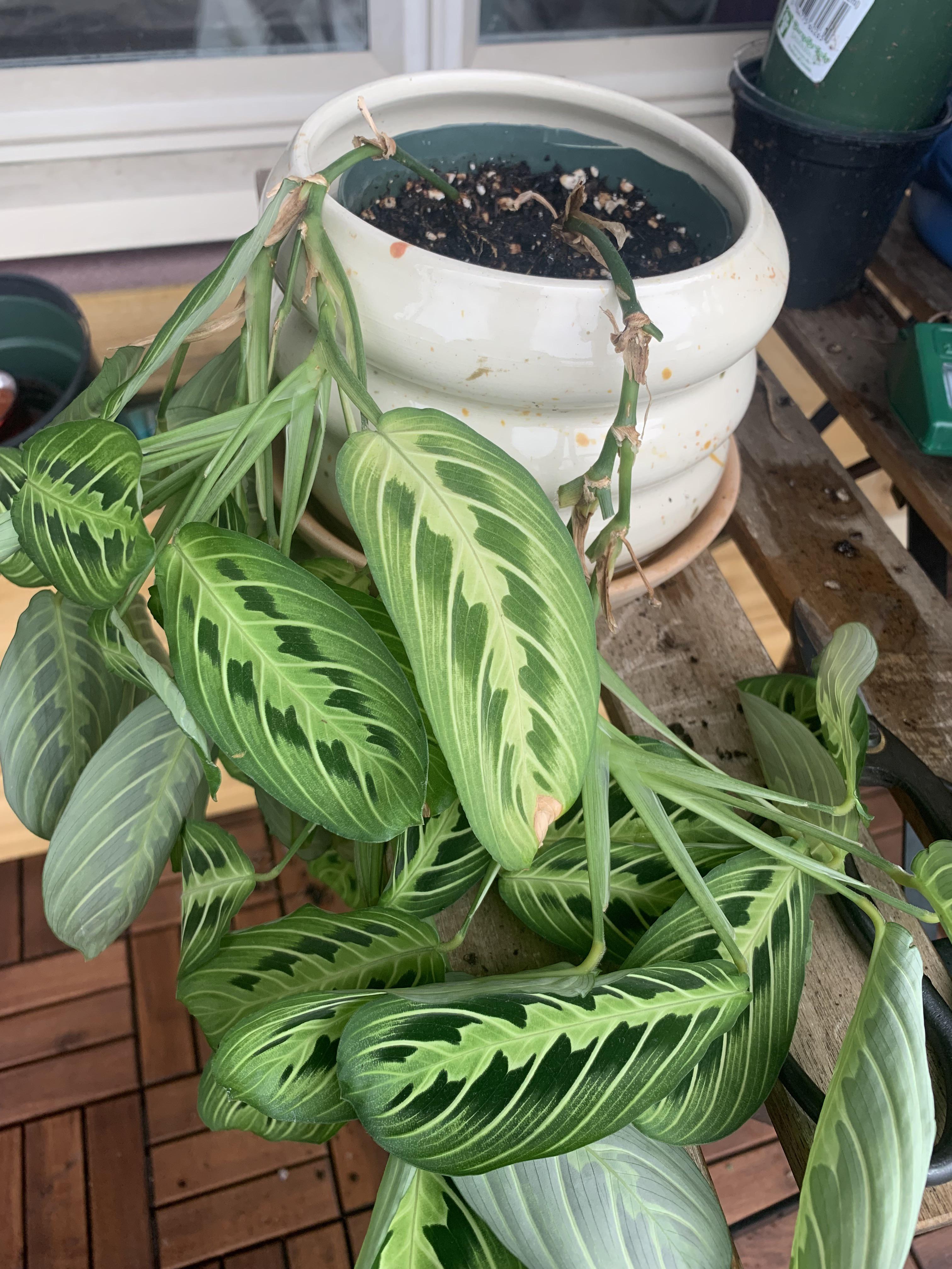 My prayer plant is getting leggy. Thinking about rearranging it in the