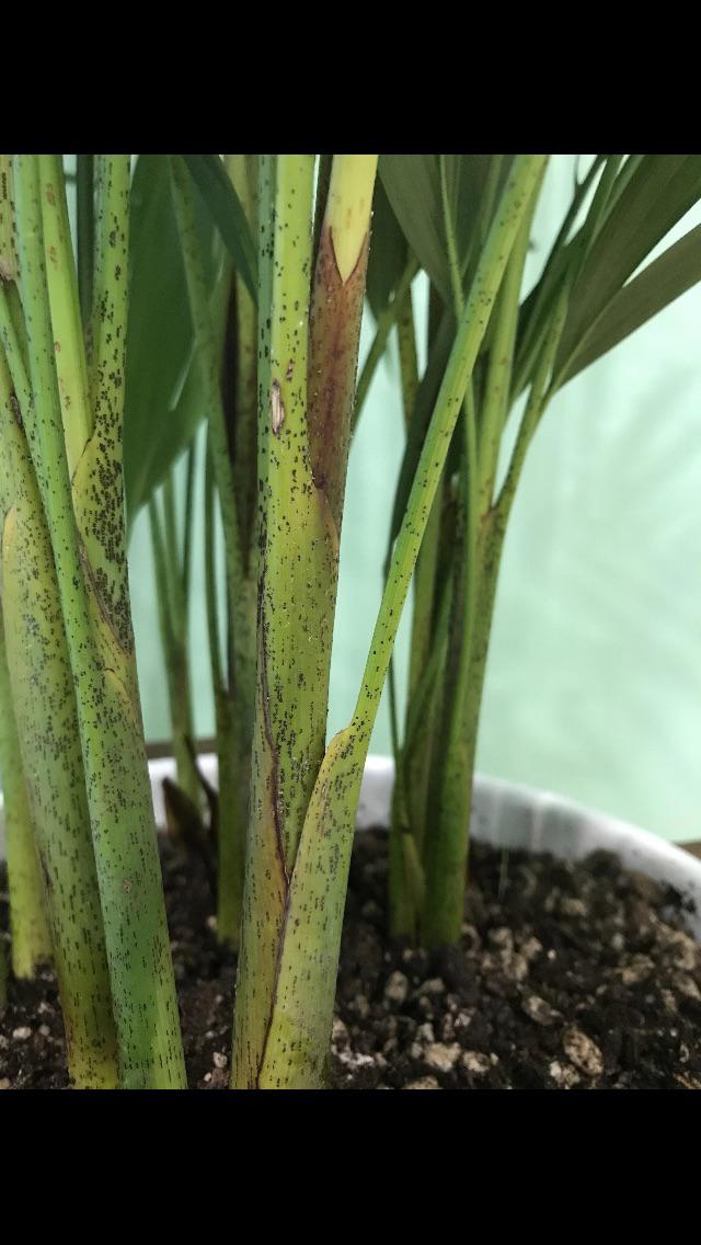 Help!!! My Areca palm is getting brown spots on the stem/trunk/whatever
