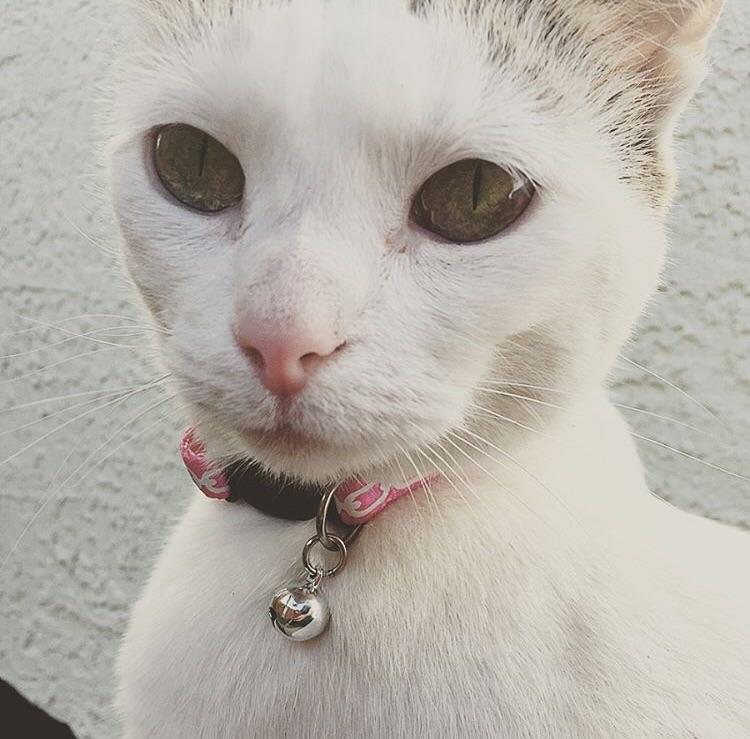 I love her pink nose r/cats