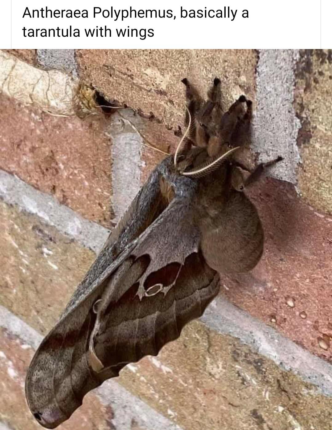 From what I understand it's actually a moth that looks like a spider