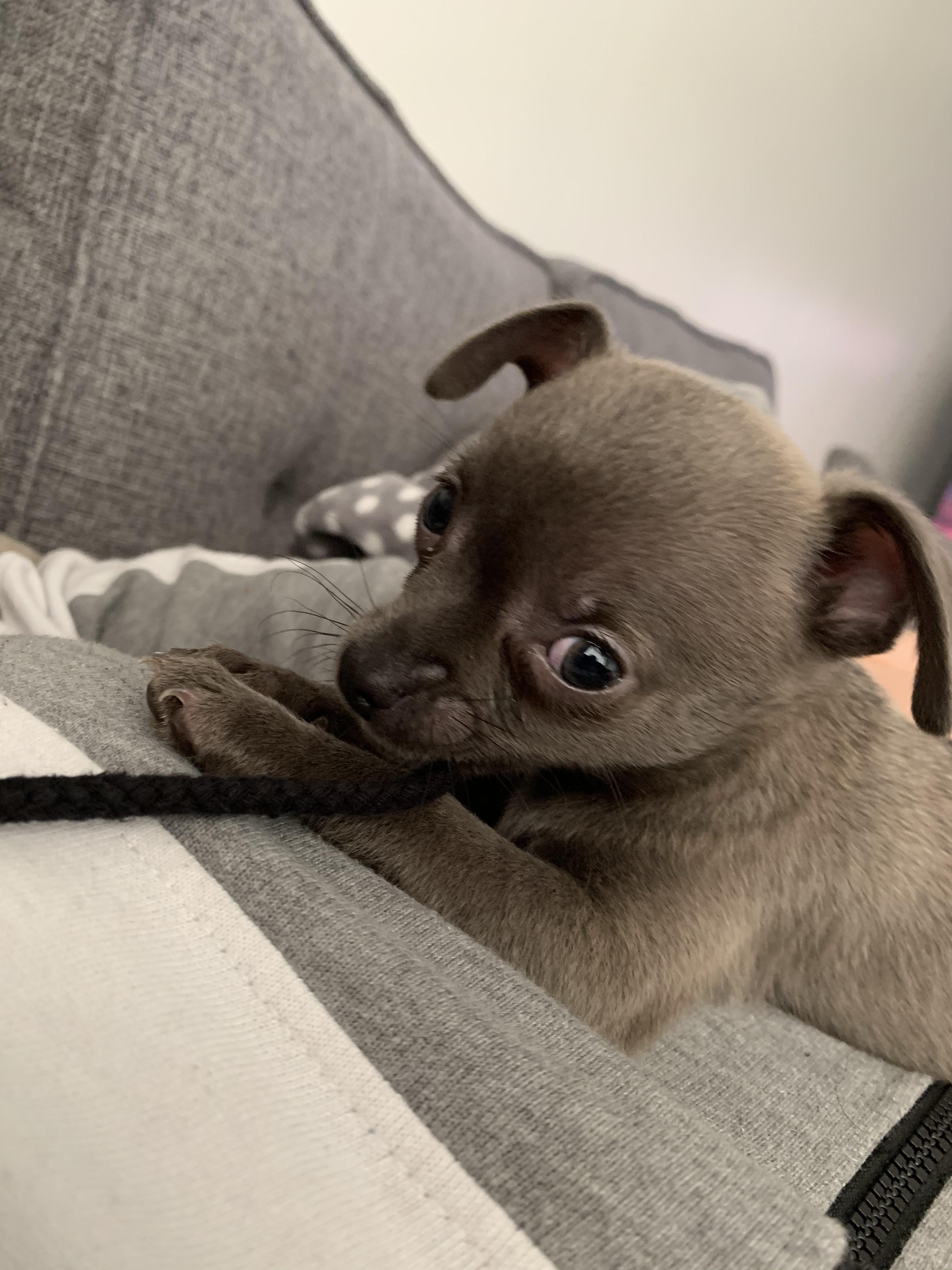 Meet 9 week old Blue my first ever pup! r/Chihuahua