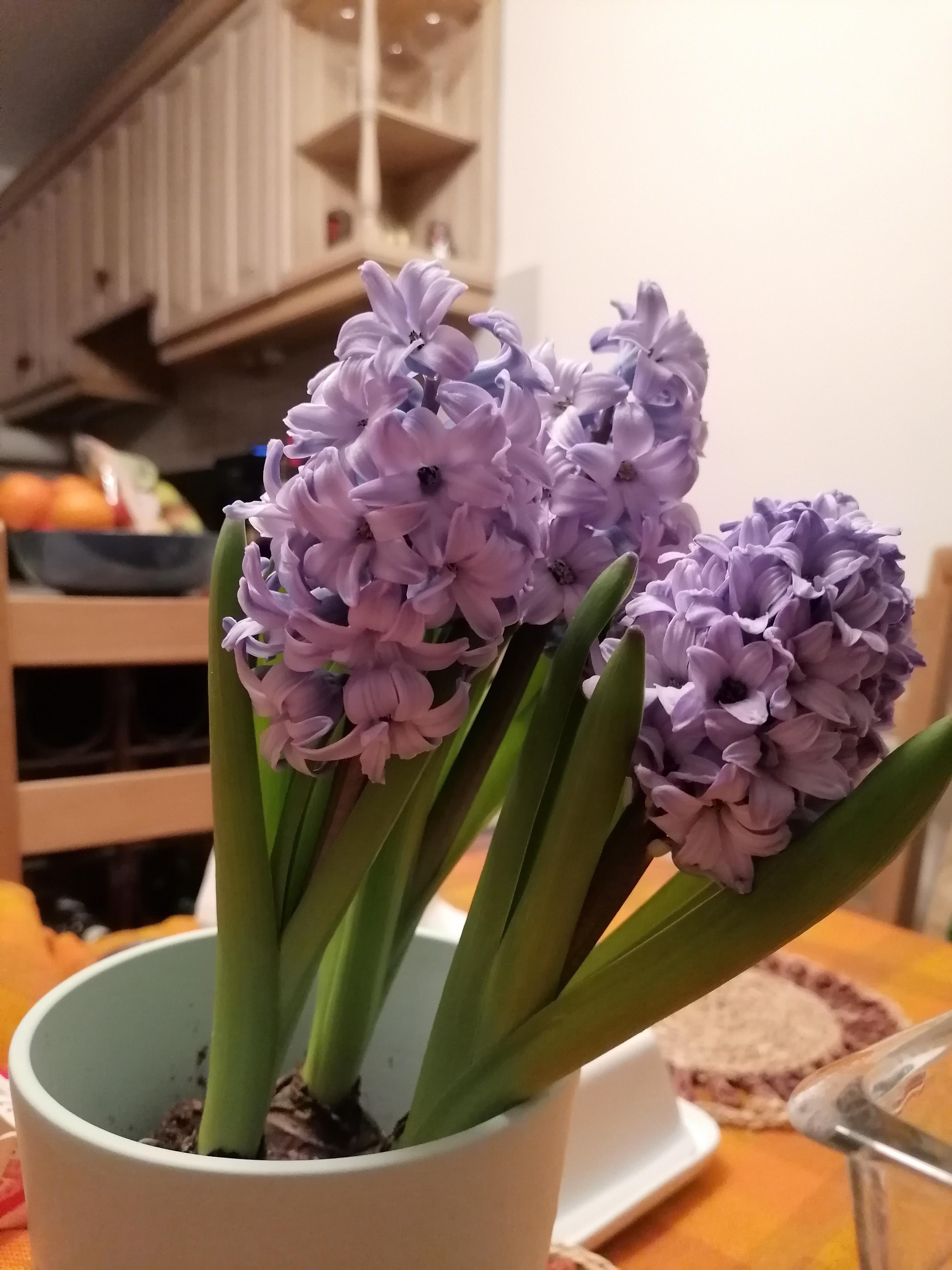 My mum bought Hyacinths irl because of ACNH... They smell really nice