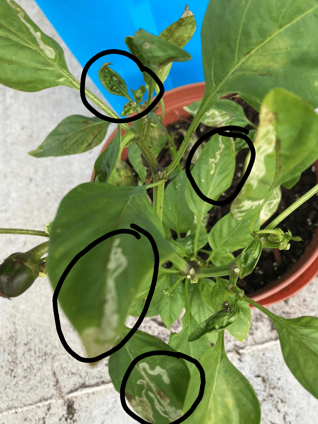 Disease or nahh ?? What disease or insects cause this harm to the