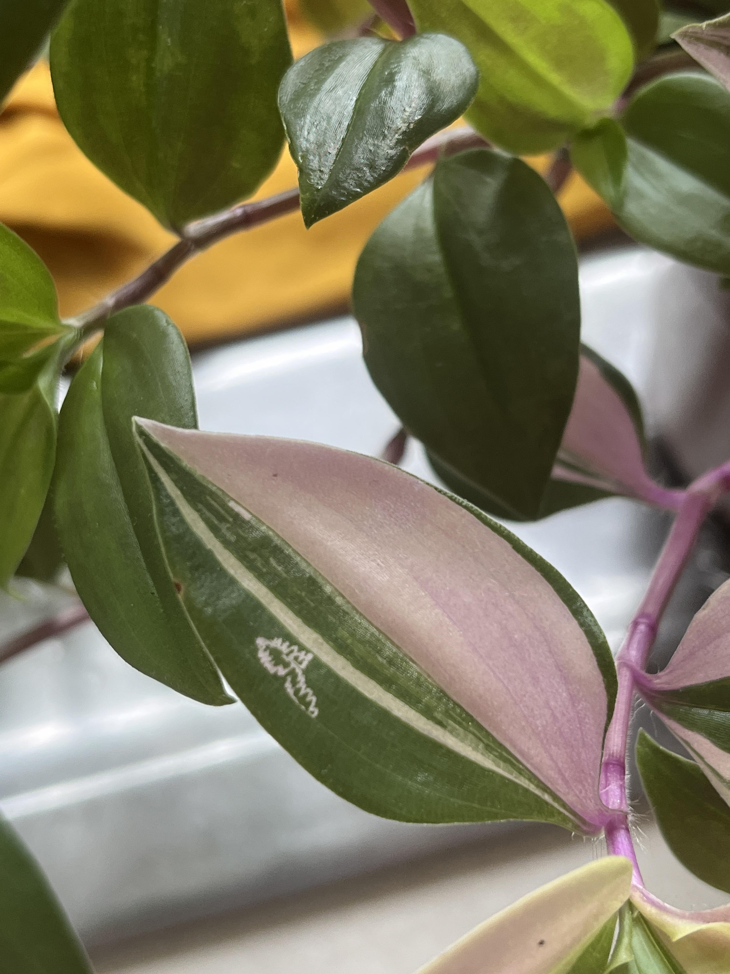 [UK, indoor] Which bug causes this type of damage? Should I remove