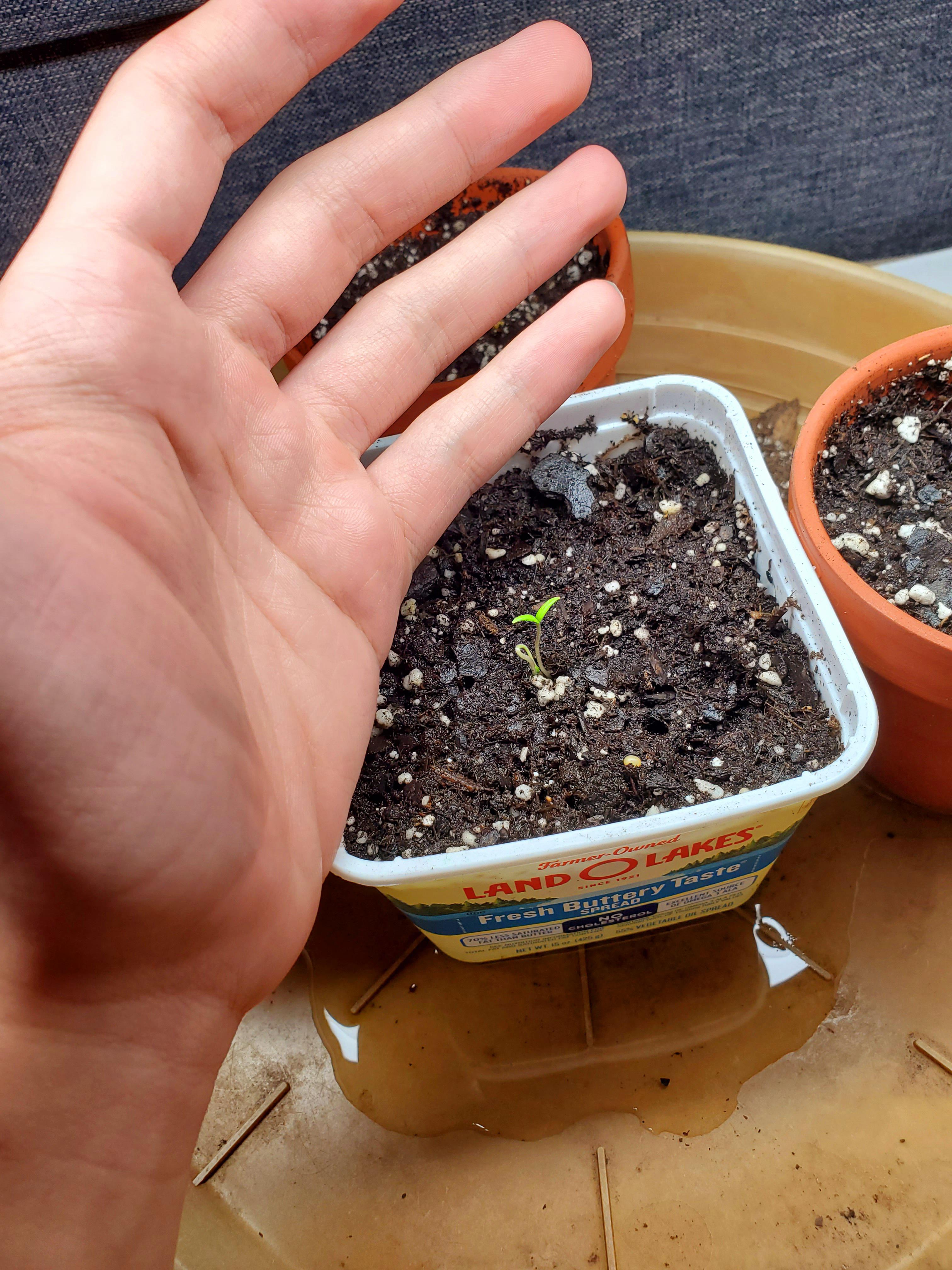 Tomato Seedling r/hands
