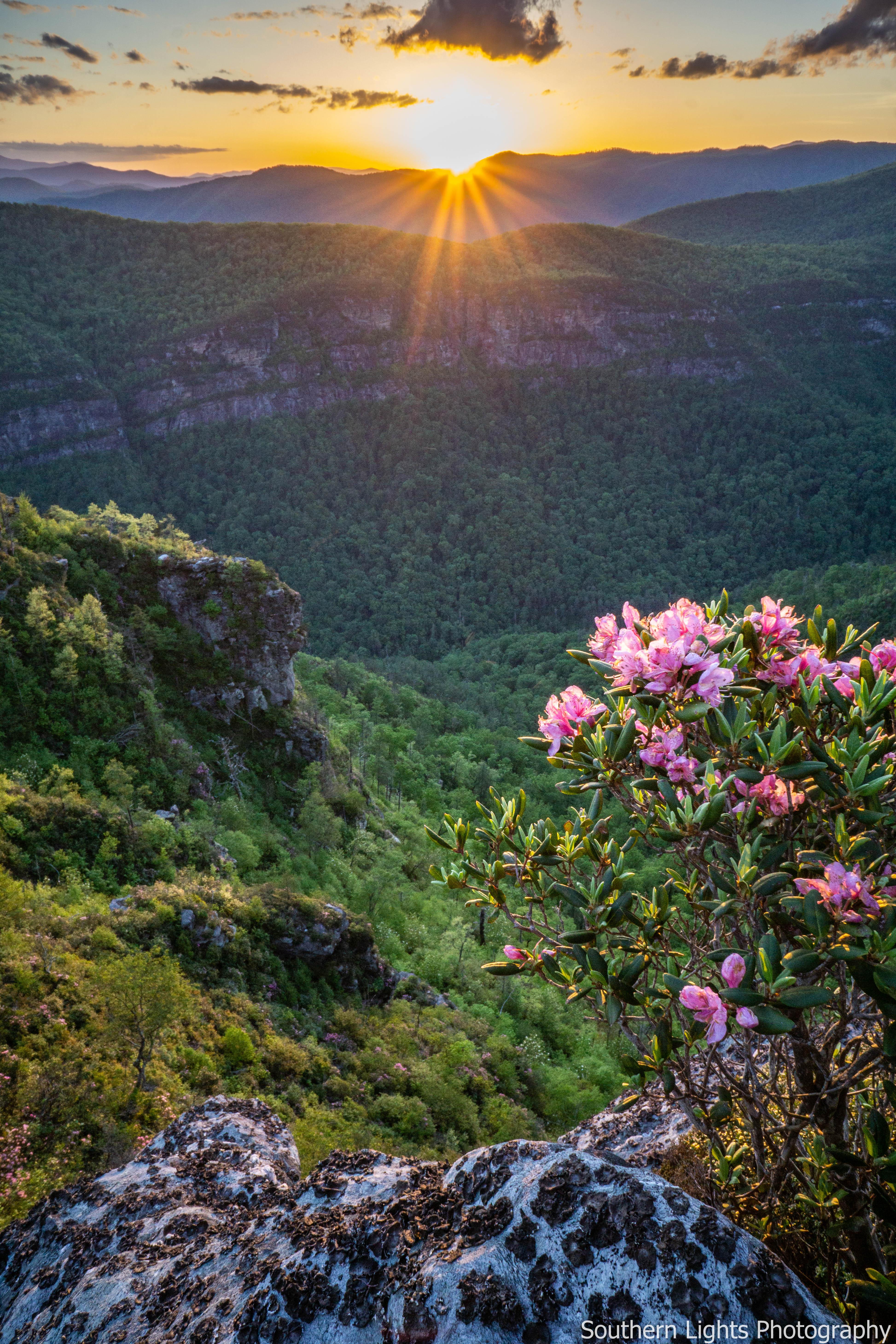 Sunset over rhododendrons from the Linville in North Carolina. [3892x5838] Nature