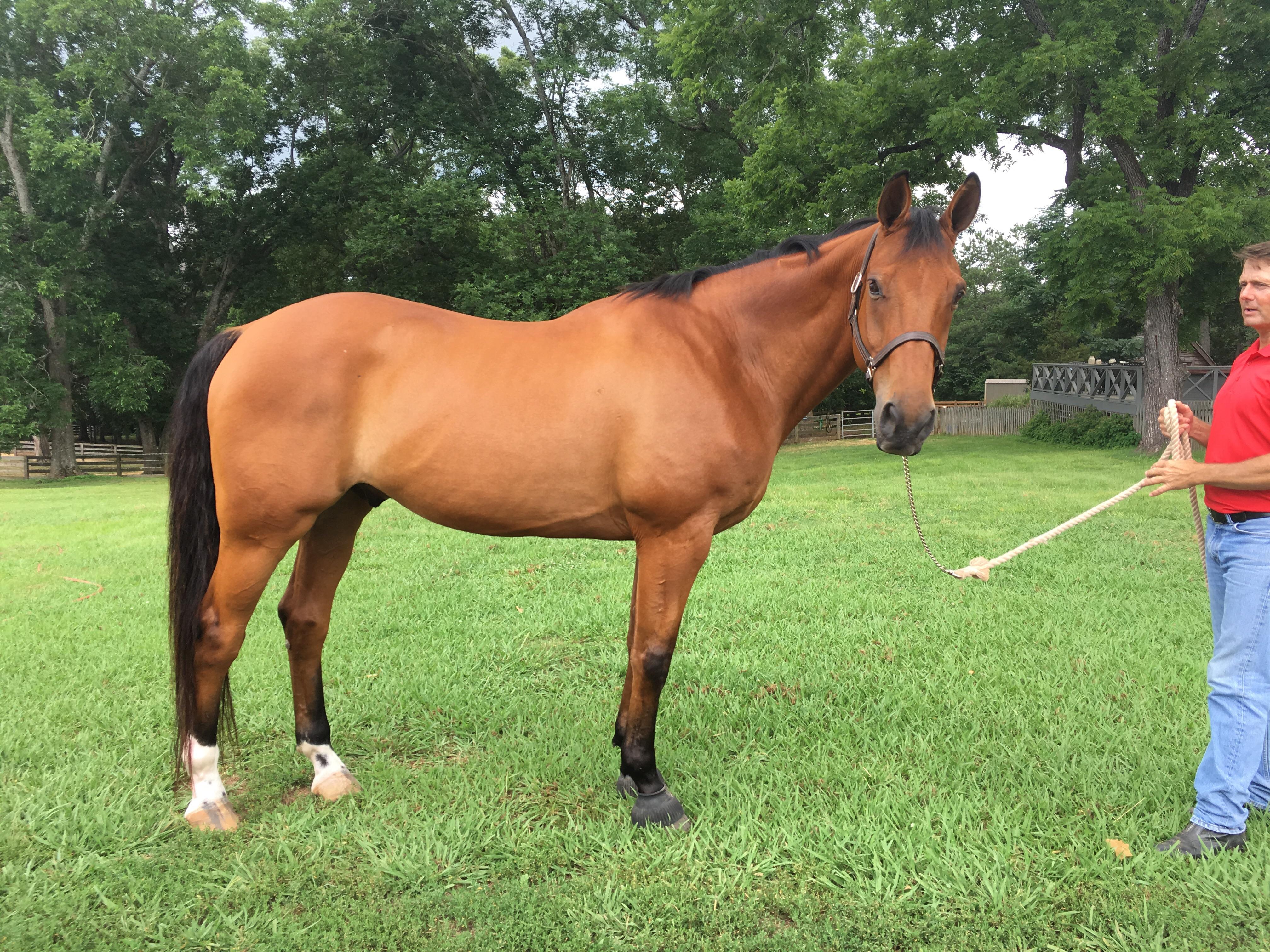 My new Irish Sport Horse, Dublin r/Equestrian