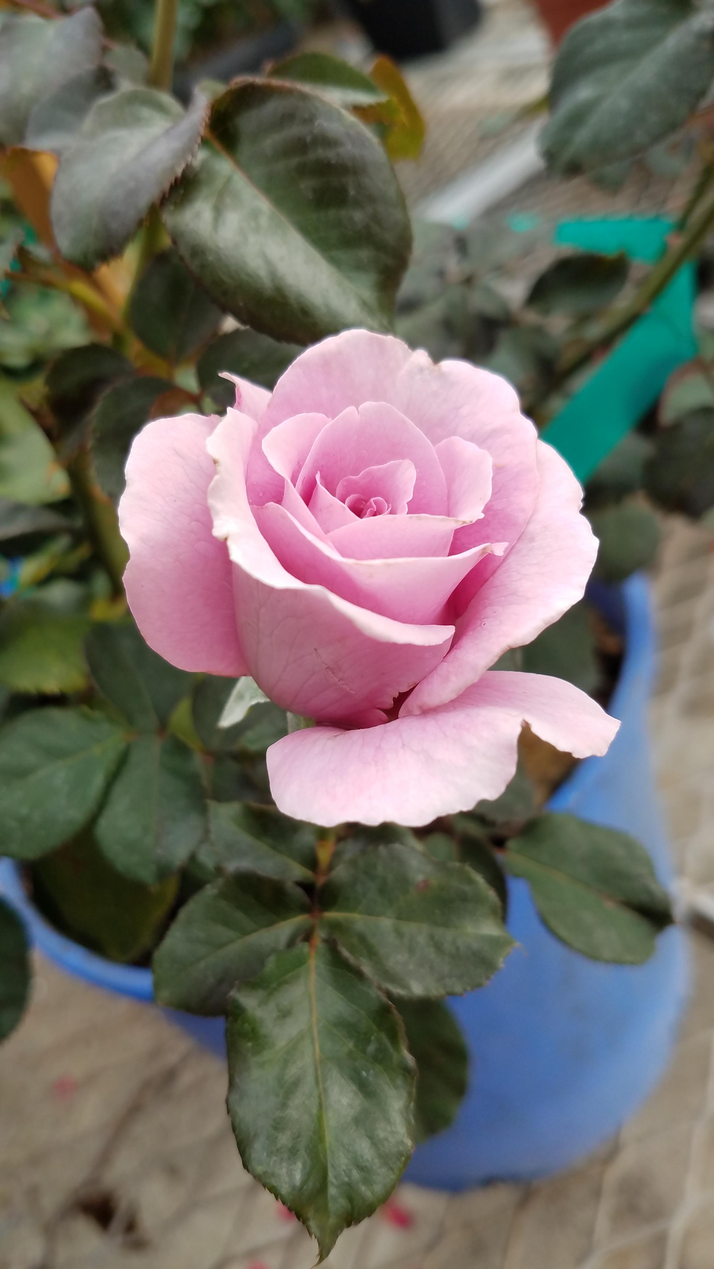 Nice rose in the home depot garden section. r/pics