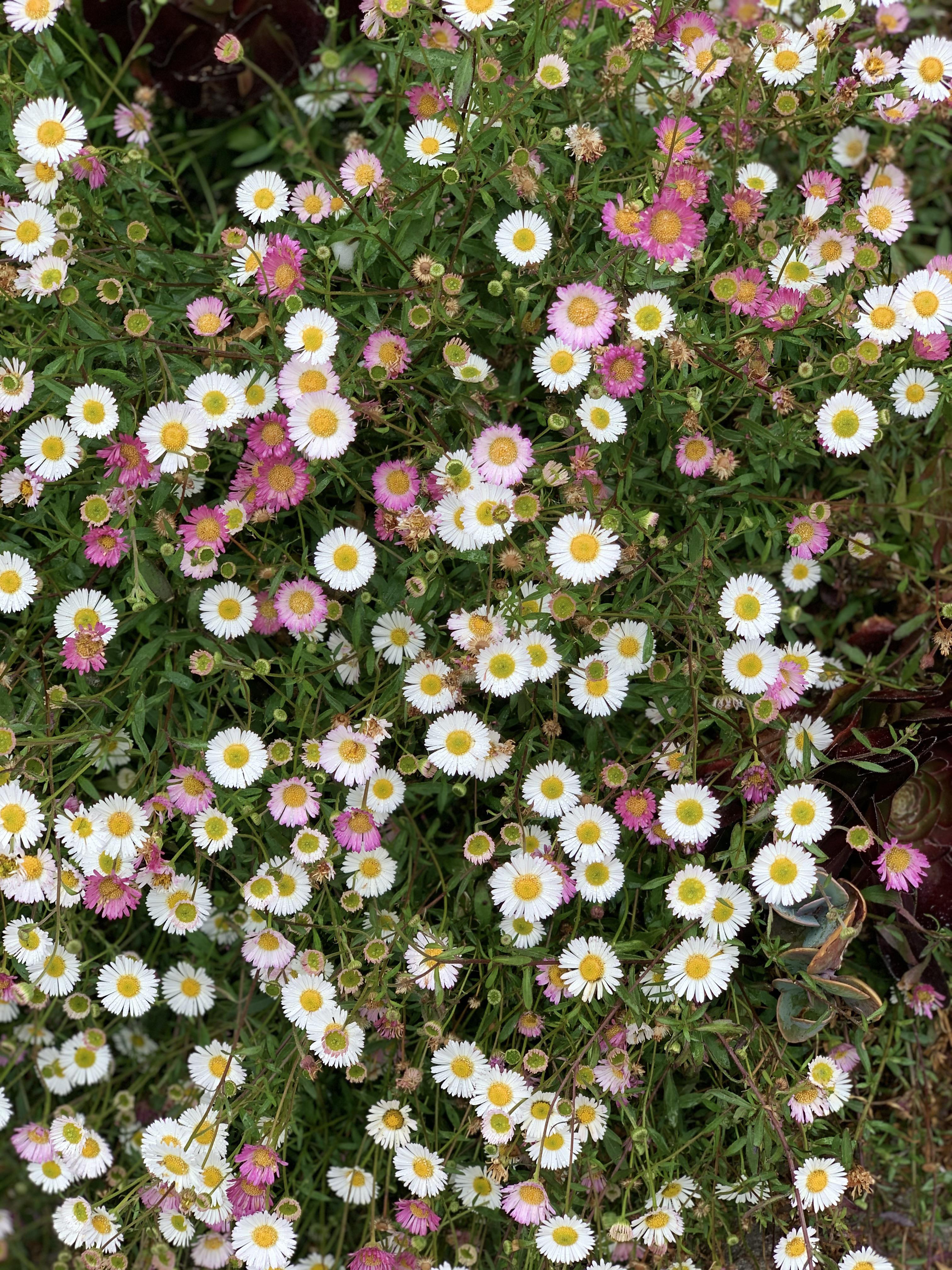 Daisy growing like weeds . r/gardening