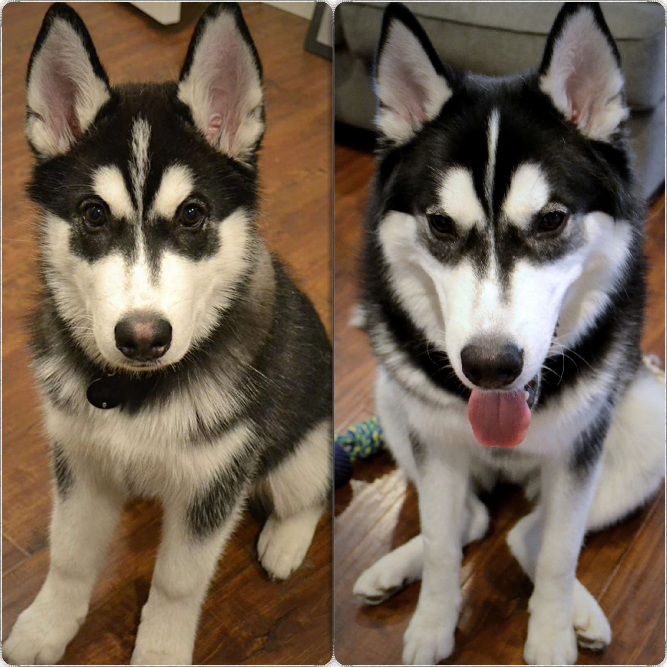 Siberian Husky Wolf Dog Breeds