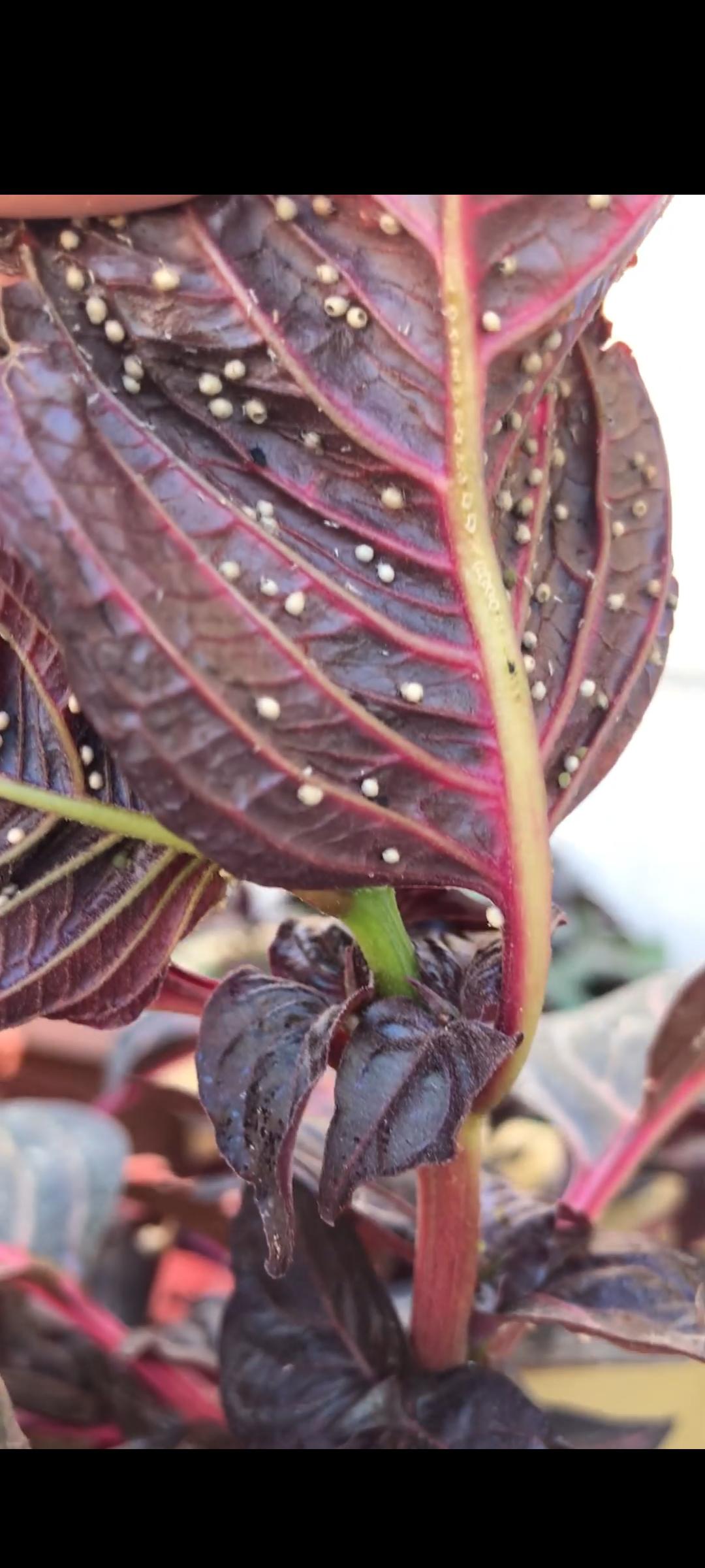 Hi, I found these eggs under my plants leaves. any idea what insects do