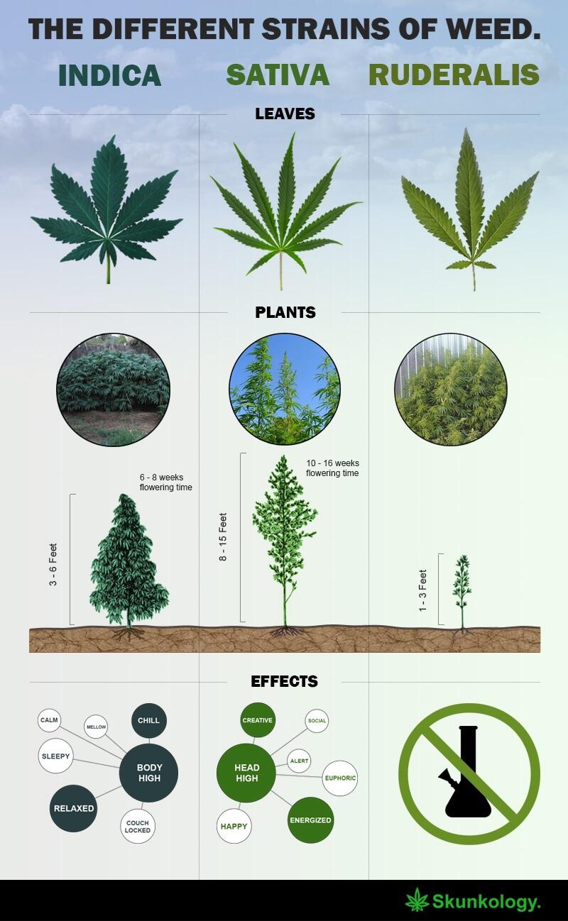 Strains of weed. r/coolguides