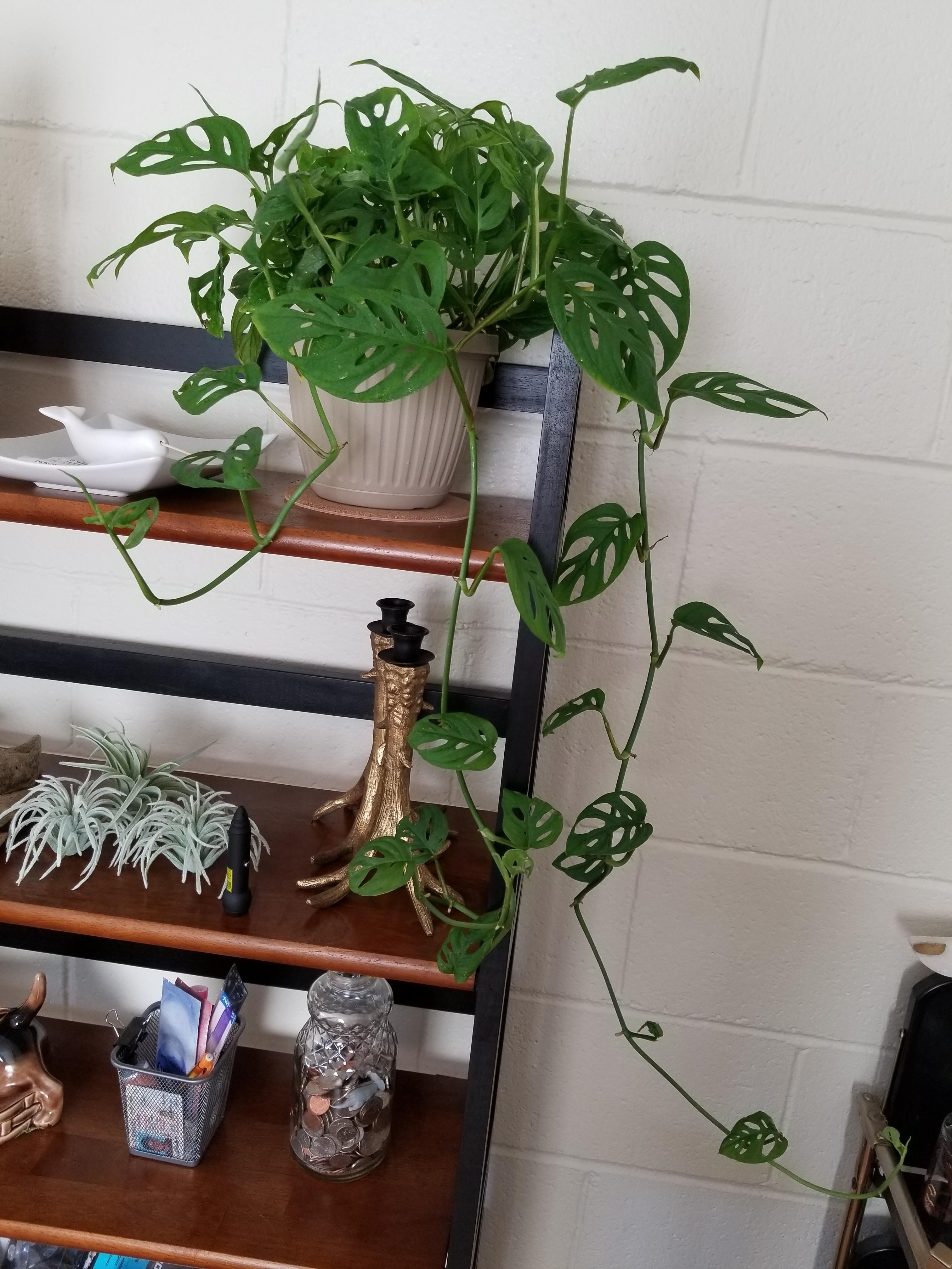 It was love at first sight with this swiss cheese vine I picked up at a