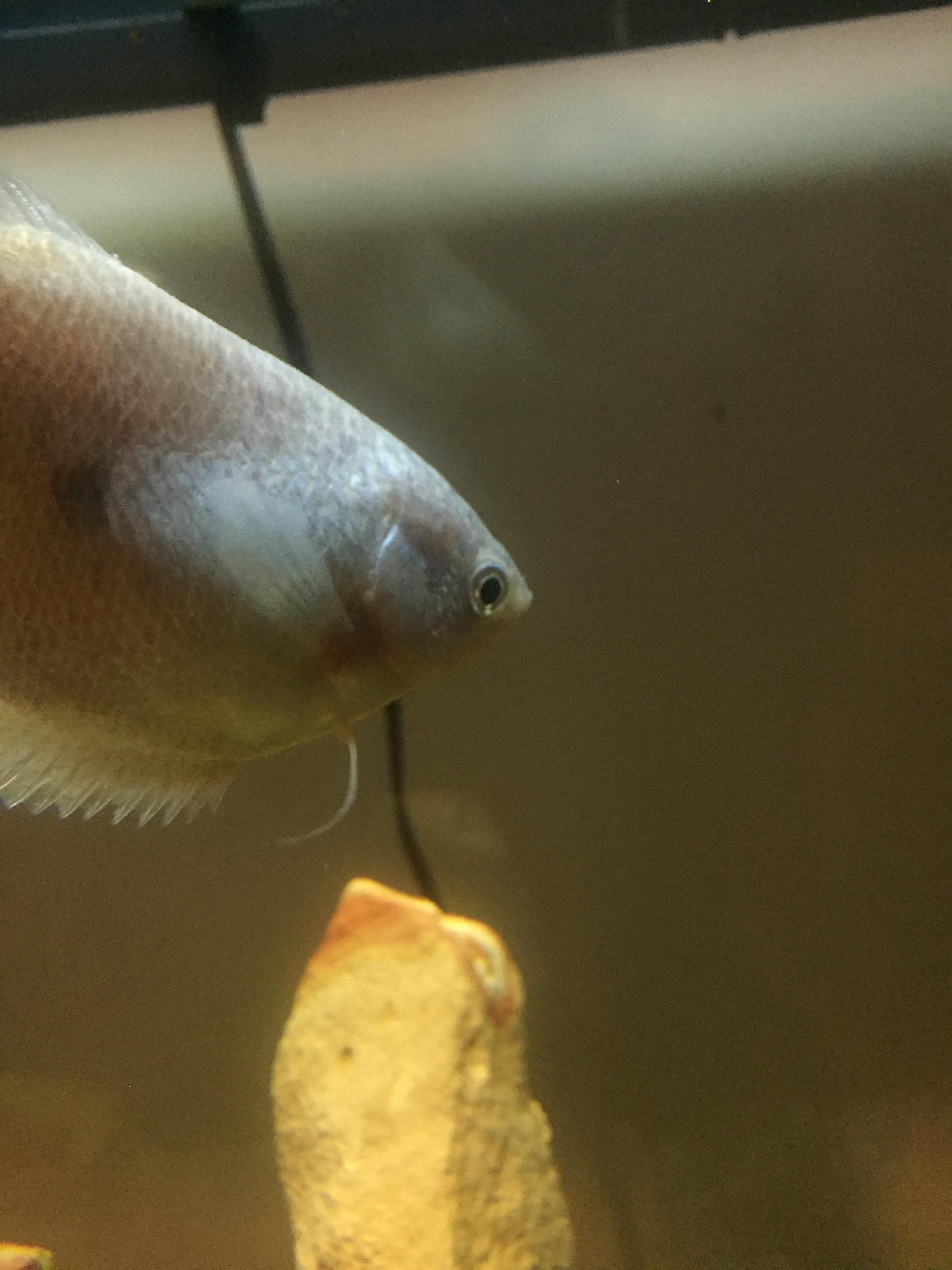 Powder blue gourami left gill bleeding!? My angel fish