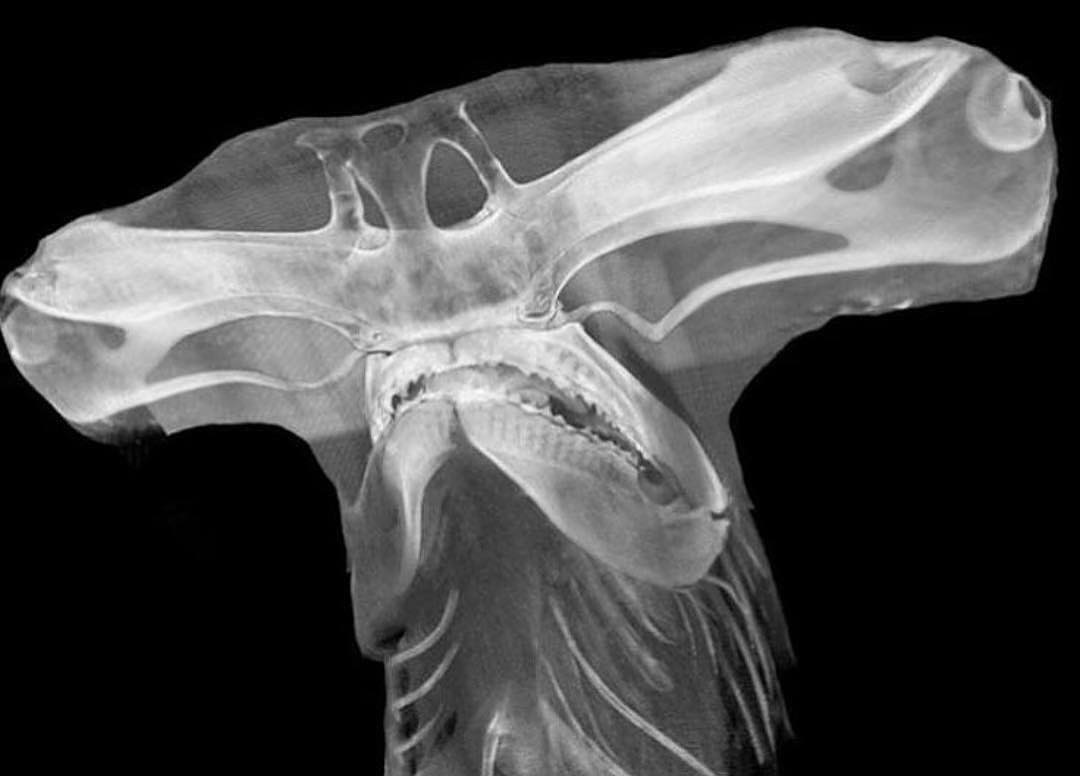 Xray of juvenile great hammerhead. r/natureismetal