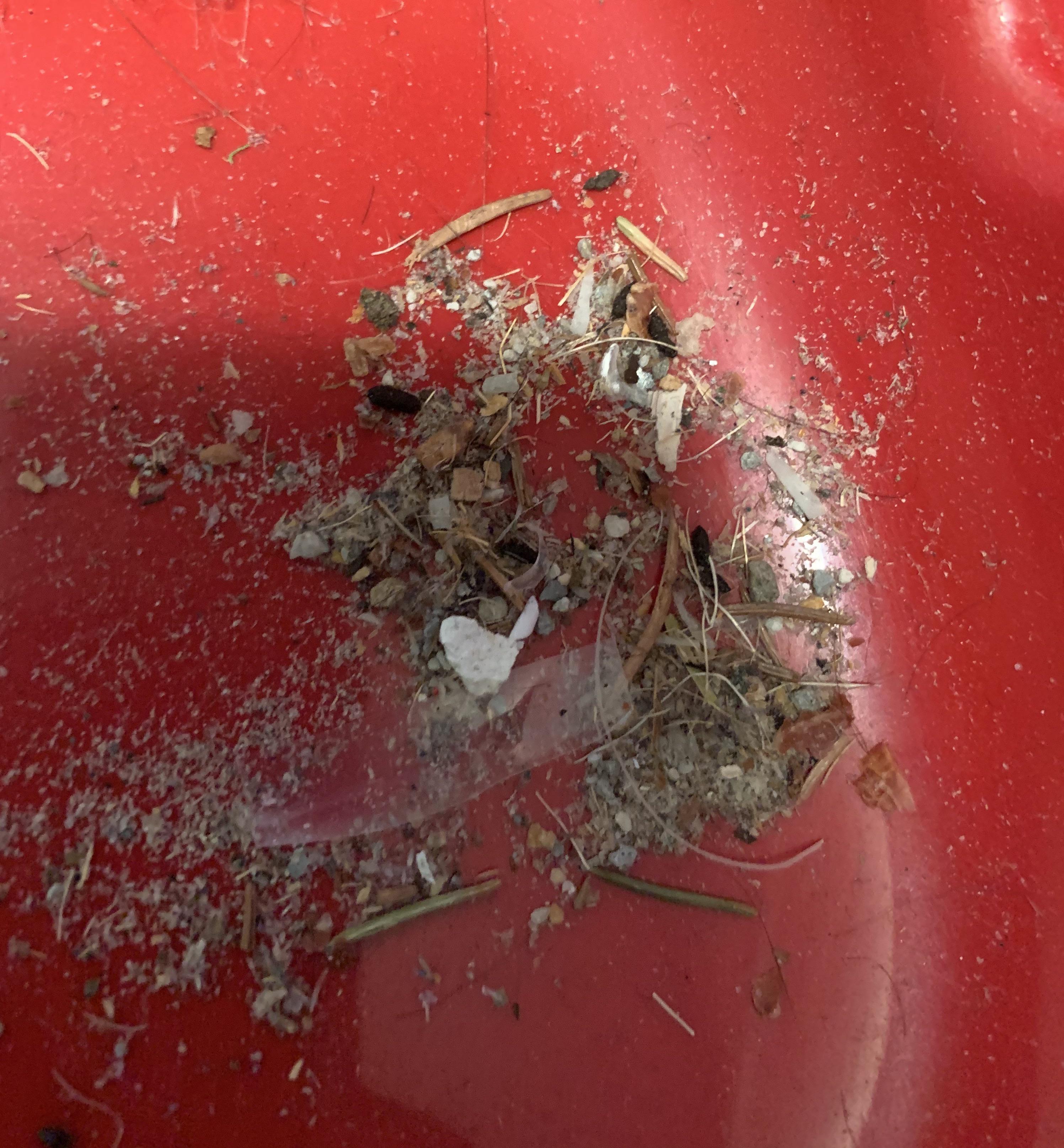 Is this mouse poop? If so can you tell the how long ago it is from? r