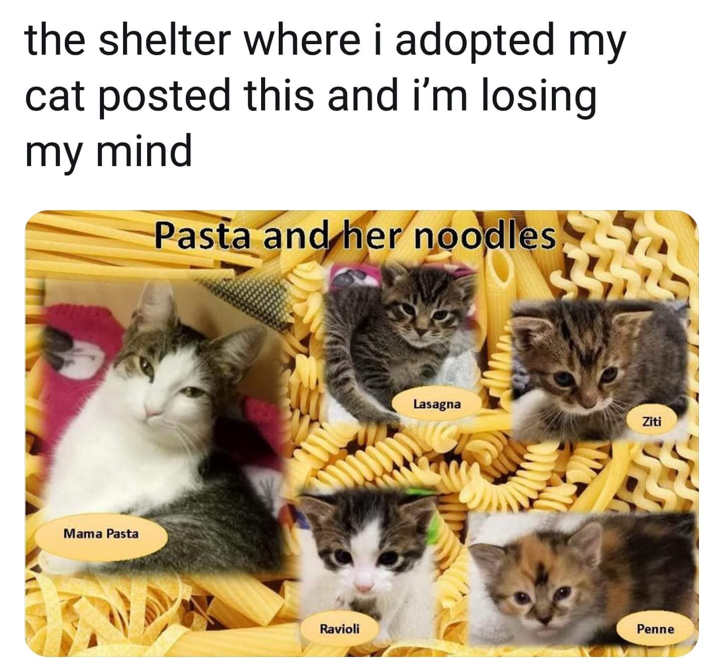 Mama pasta and her noodles r/cats
