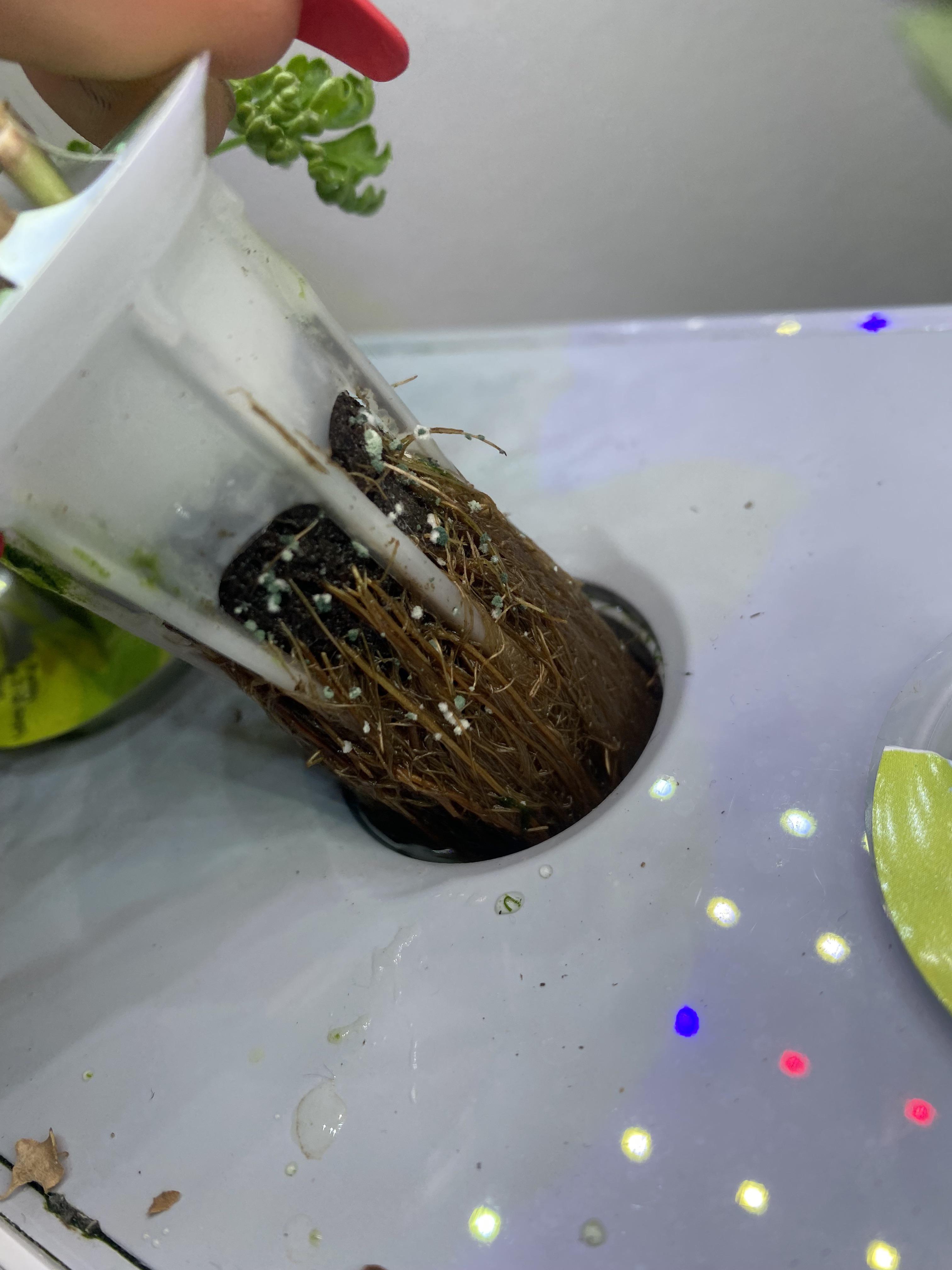 What are these white bumps on the roots of my basil plant? r/houseplants