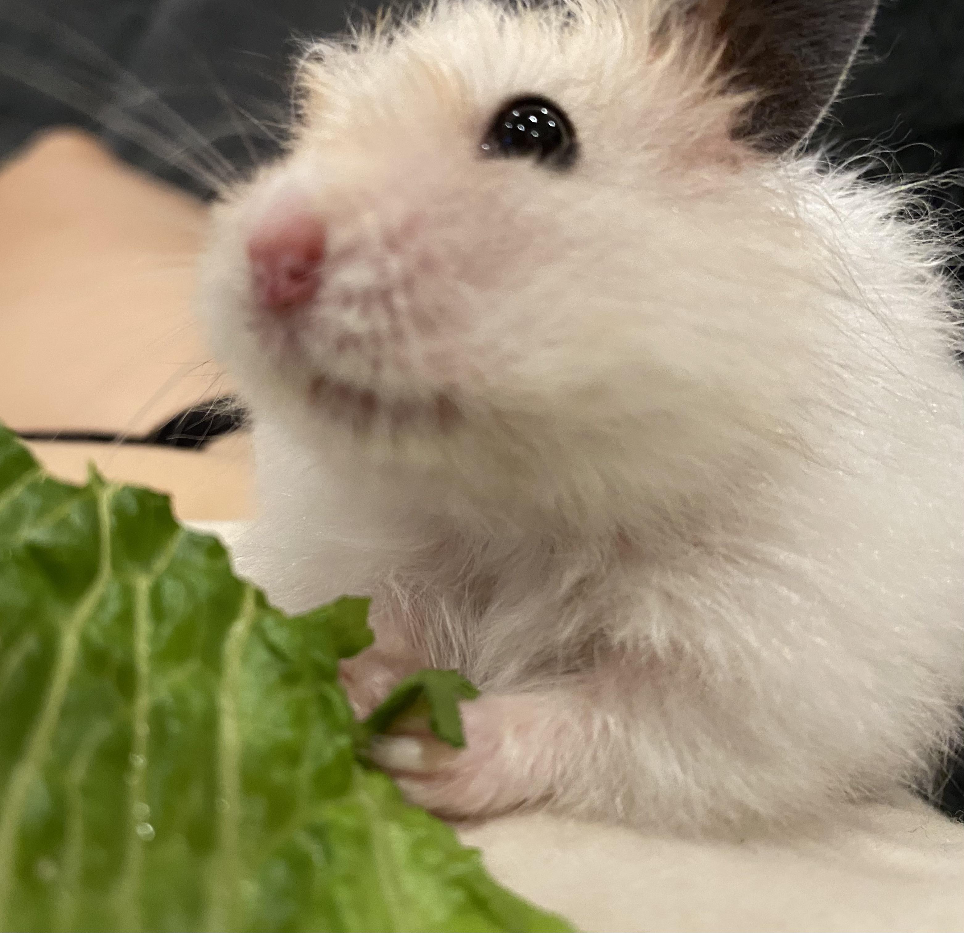 My little guy enjoying some lettuce hamsters