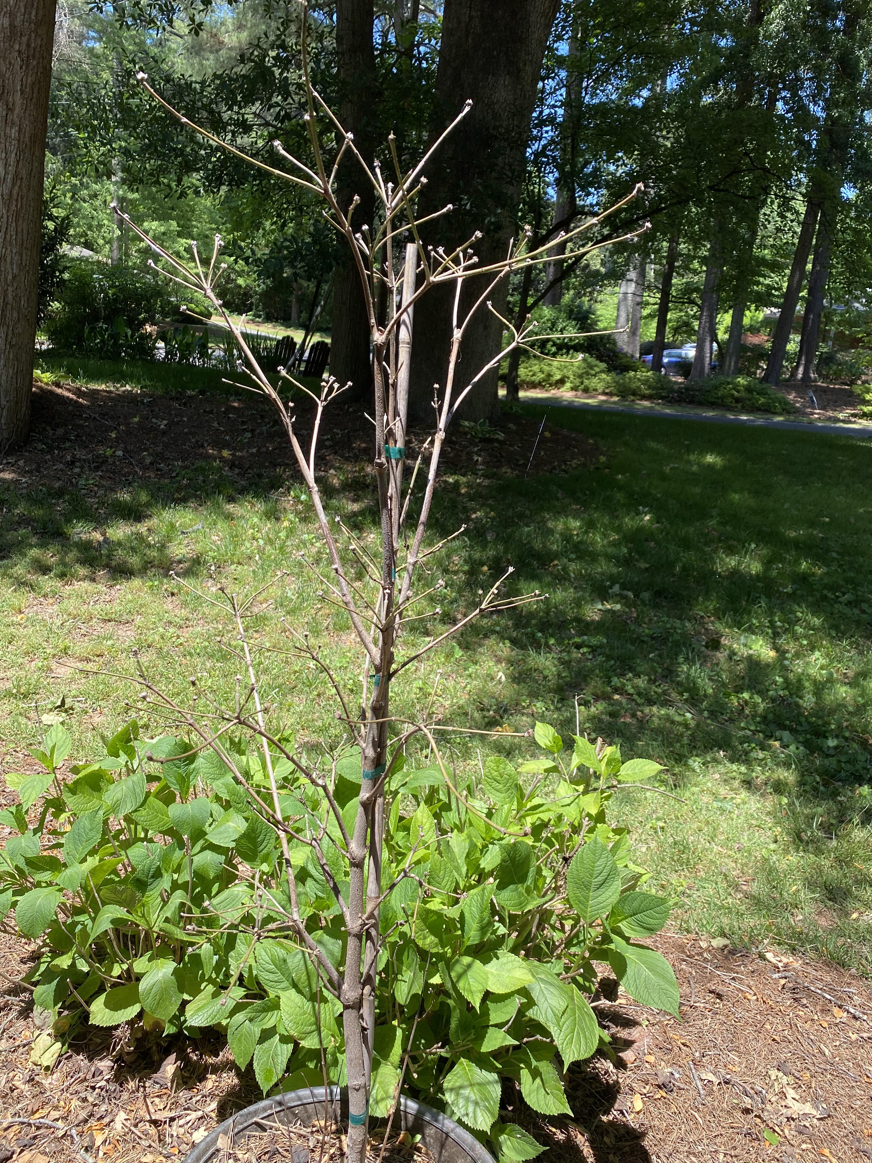 Is my potted dogwood tree dying? Why isn’t it growing leaves? It spend