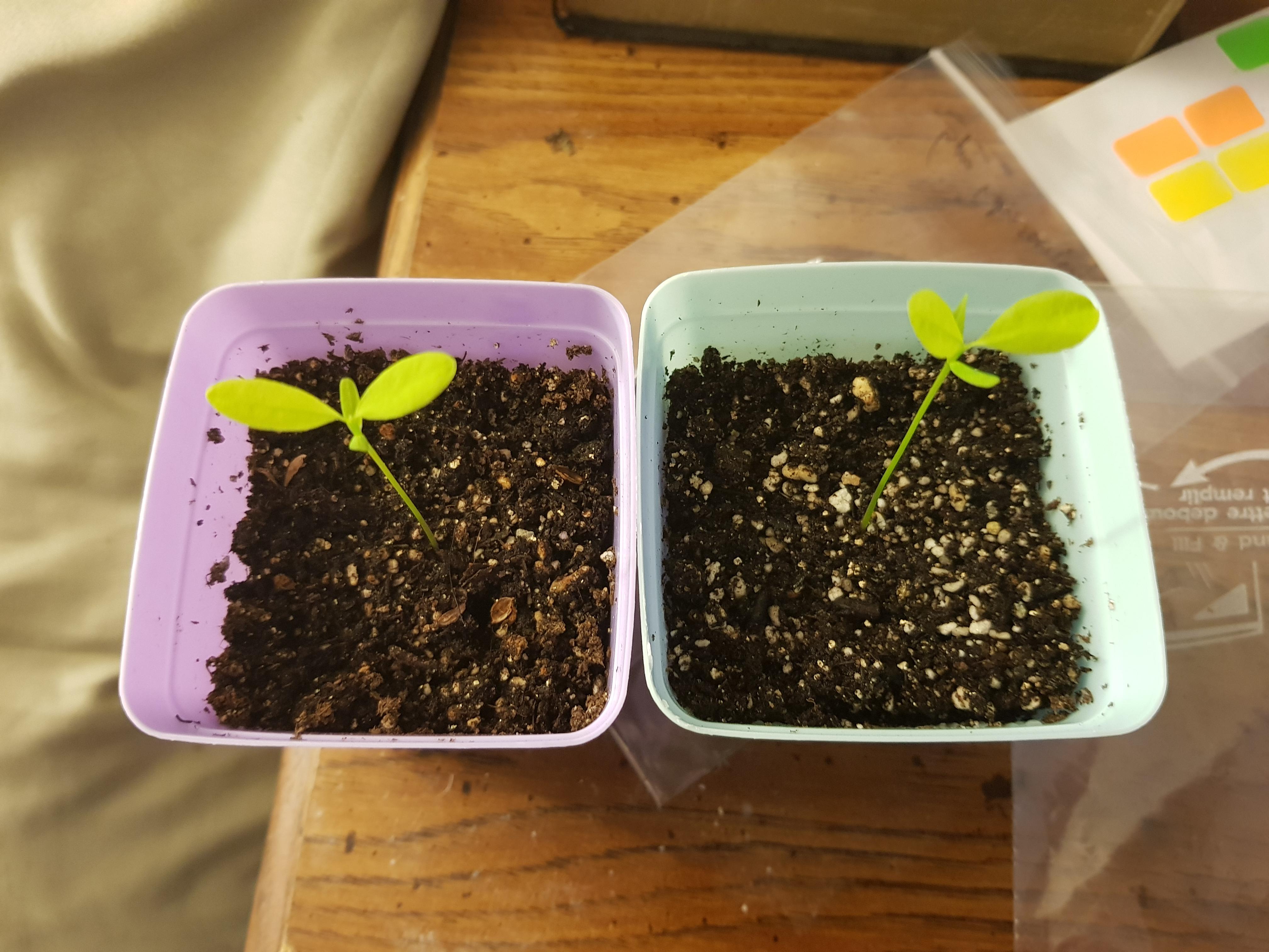 Difference between Novo and Coca seedlings r/druggardening