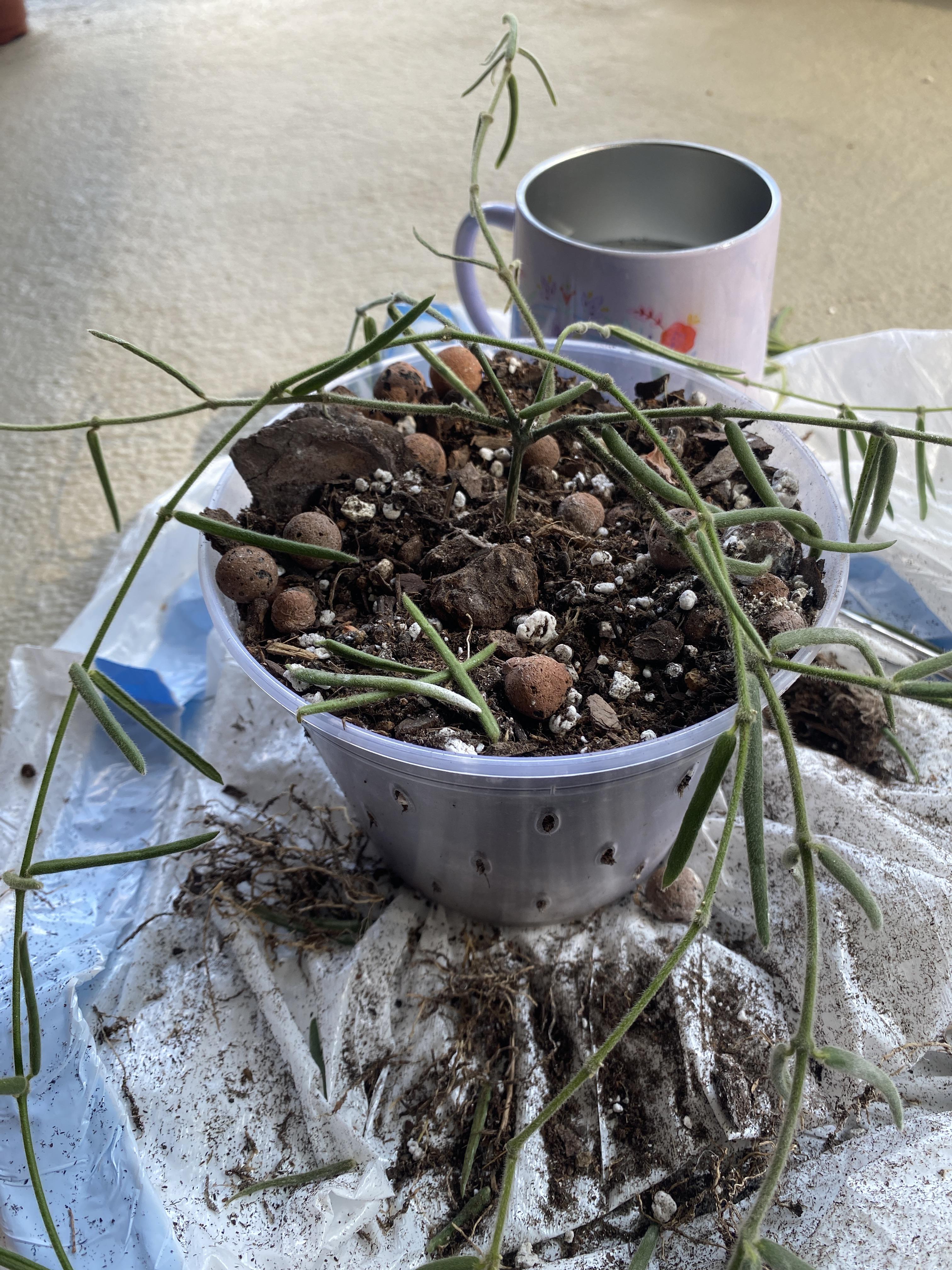 I have a Hoya linearis that got mad infested with root mealies. I