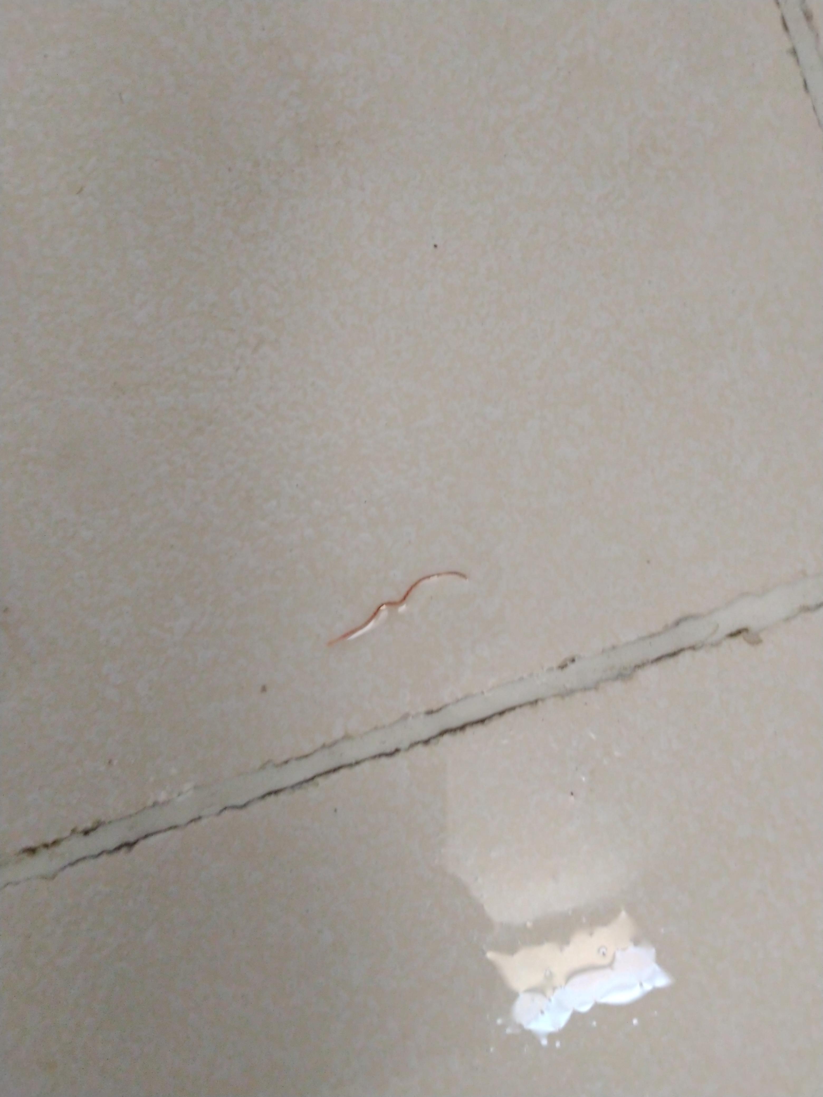 This worm seen on by bathroom floor came from tap water. What is it