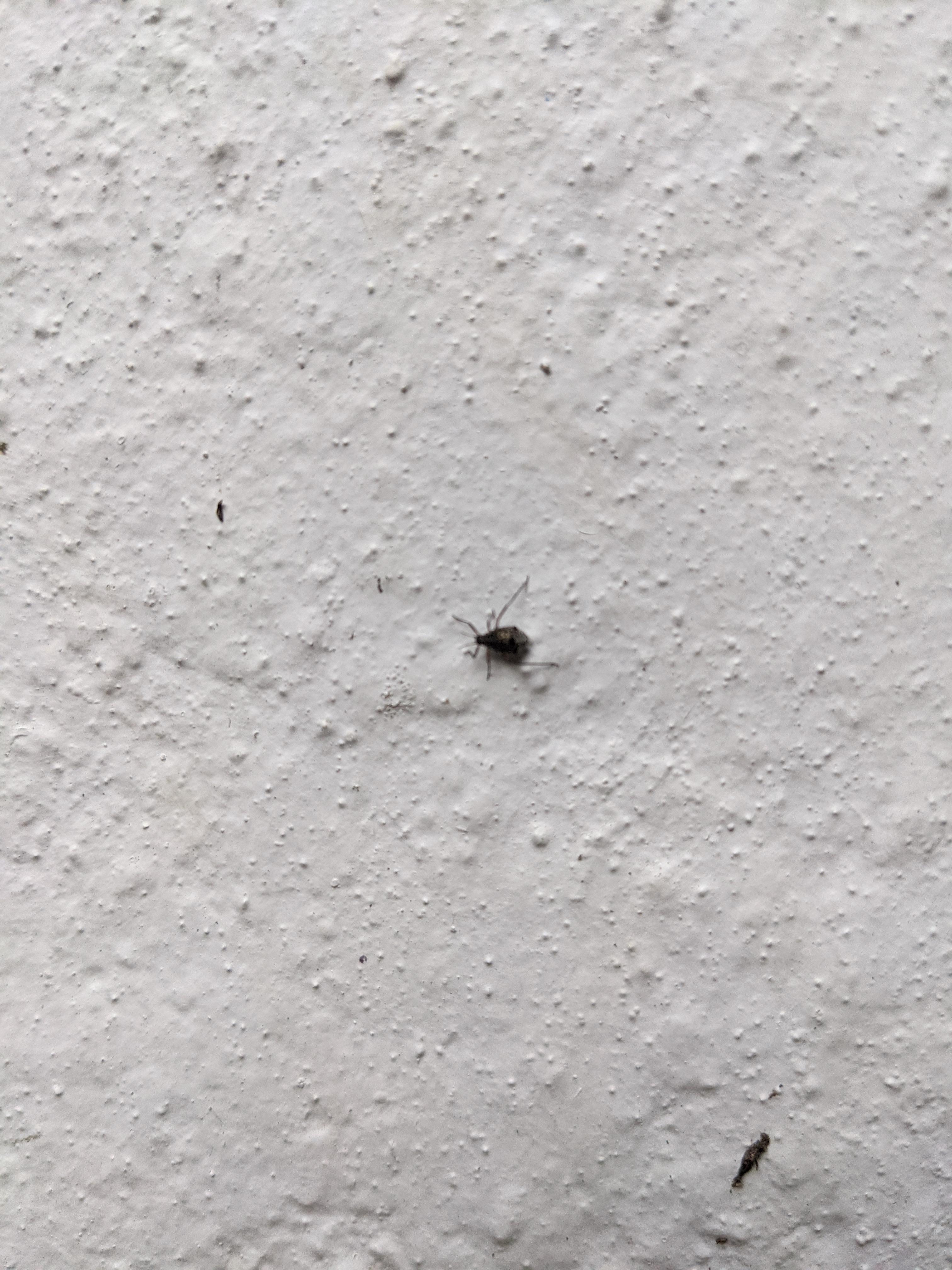 These tiny dark brown/black bugs are all over my garden and some have started getting in the
