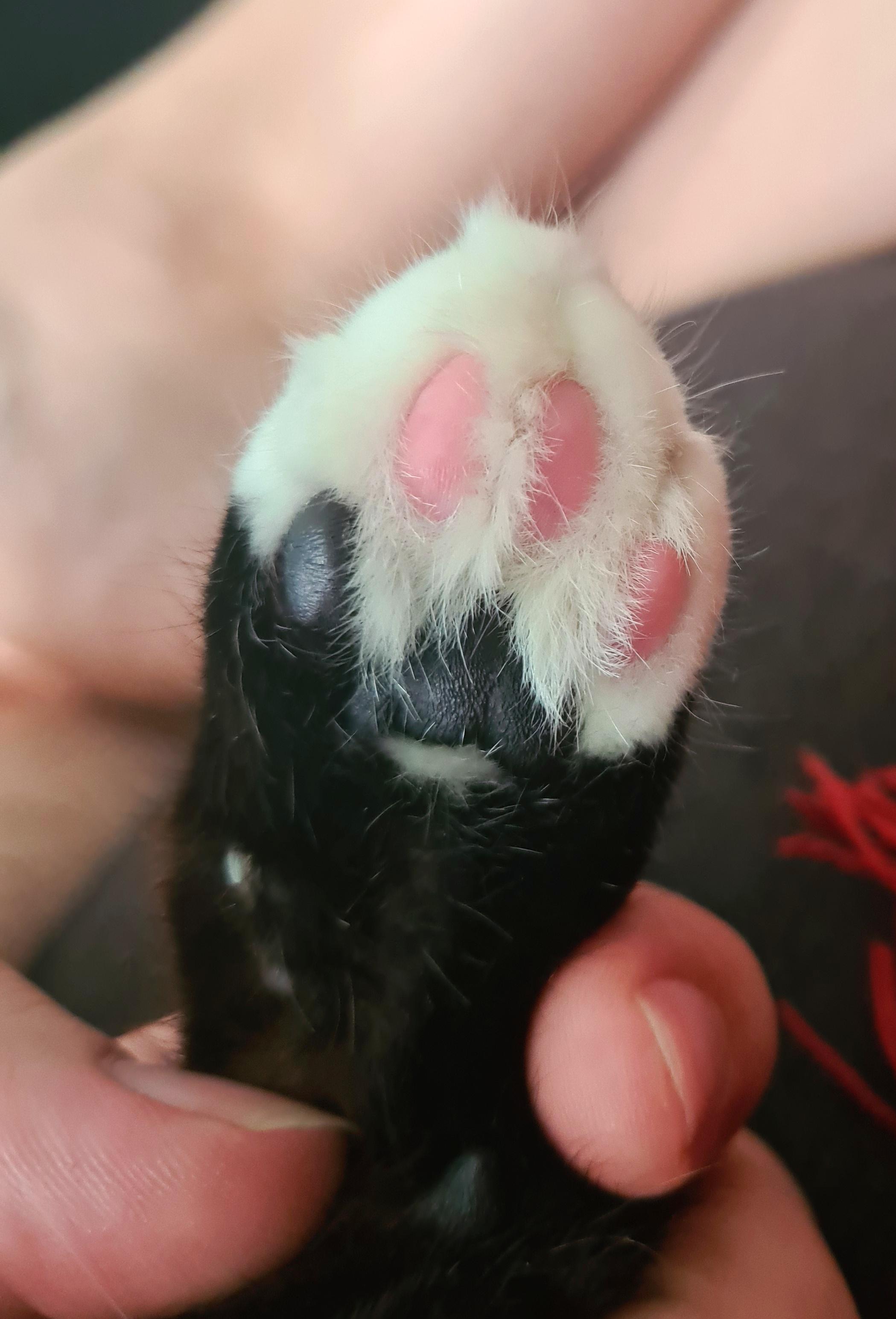 My cat's paw beans are multicolored depending on the fur. r/mildlyinteresting