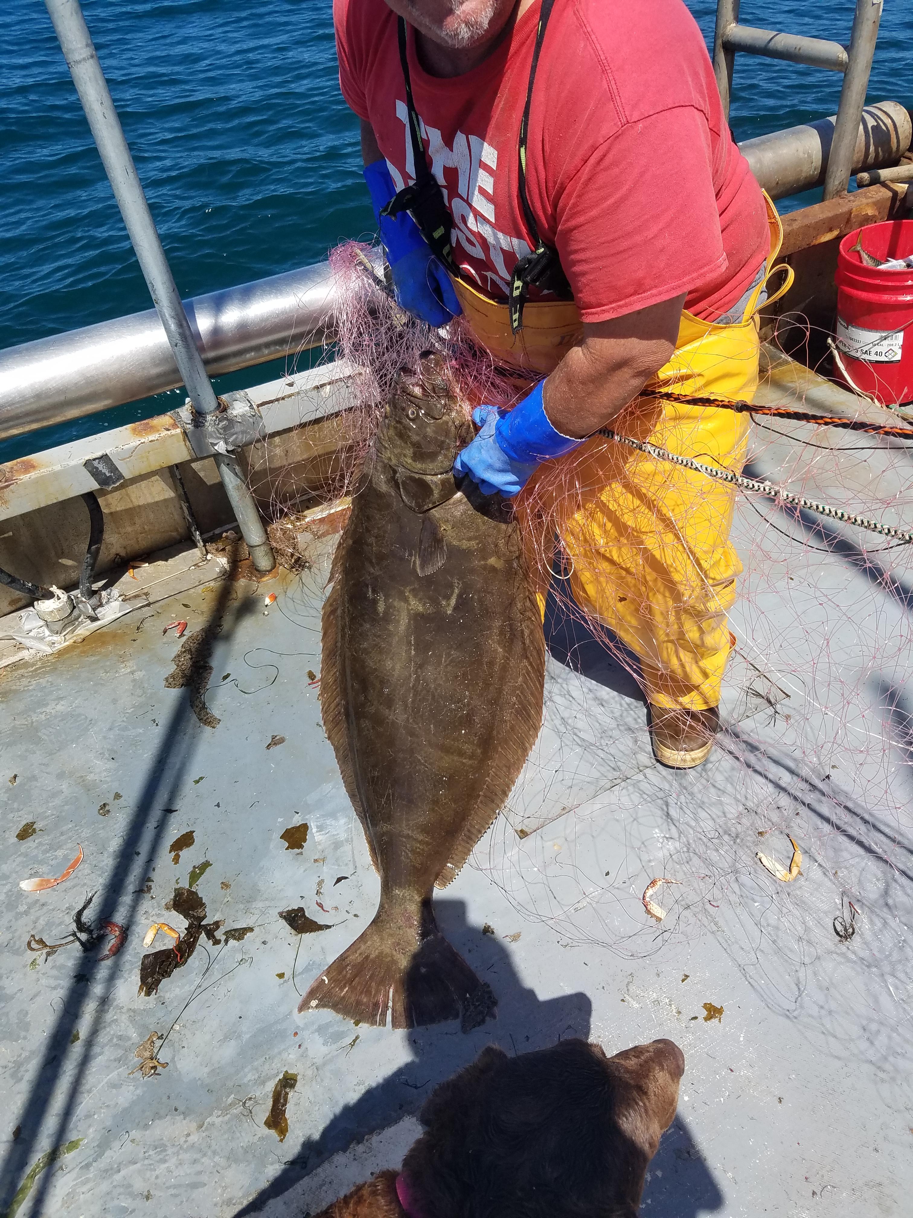 38.8lb halibut off the coast of San Diego r/Fishing