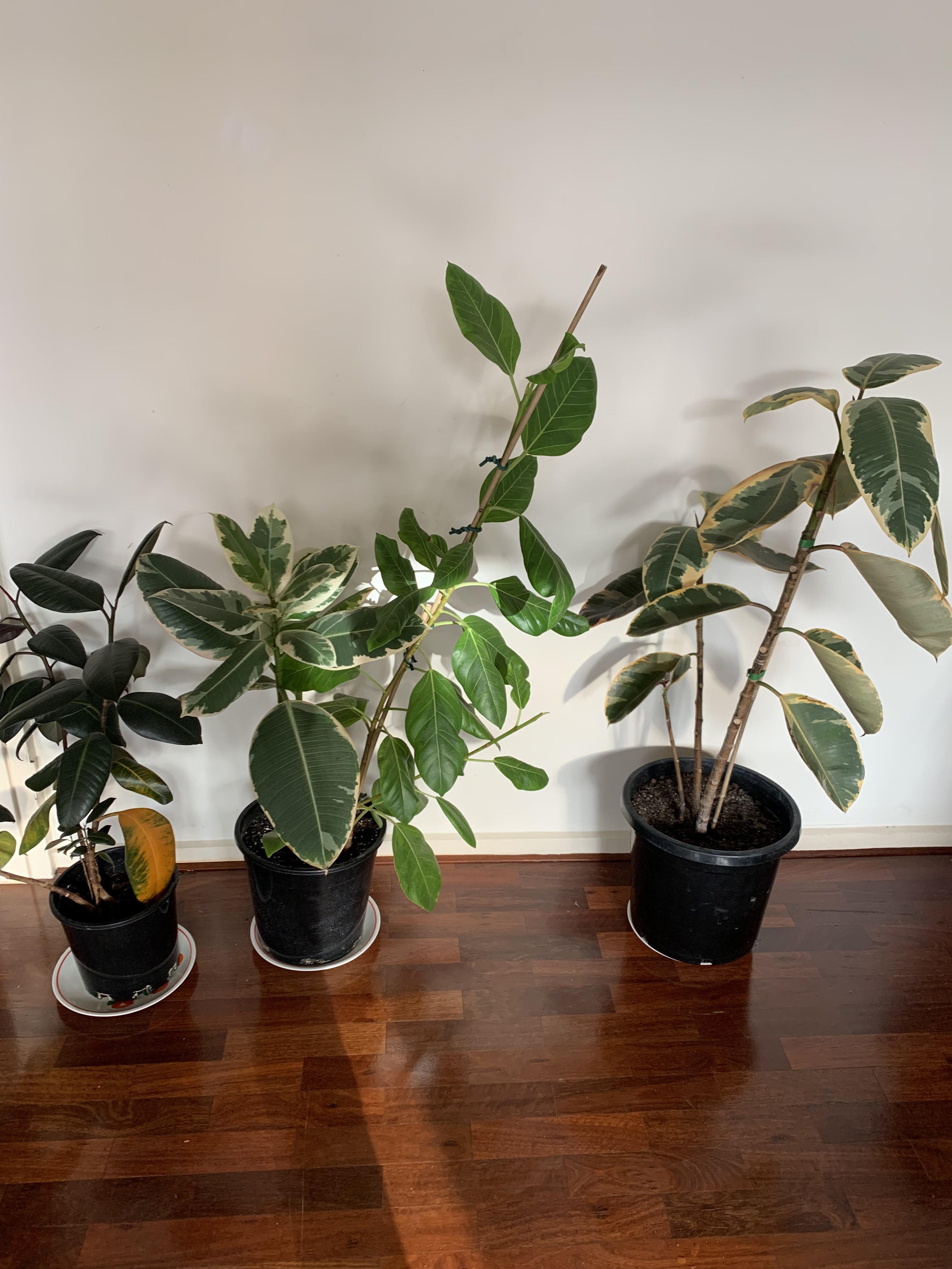 Can someone please help me identifying these plants and how to bring