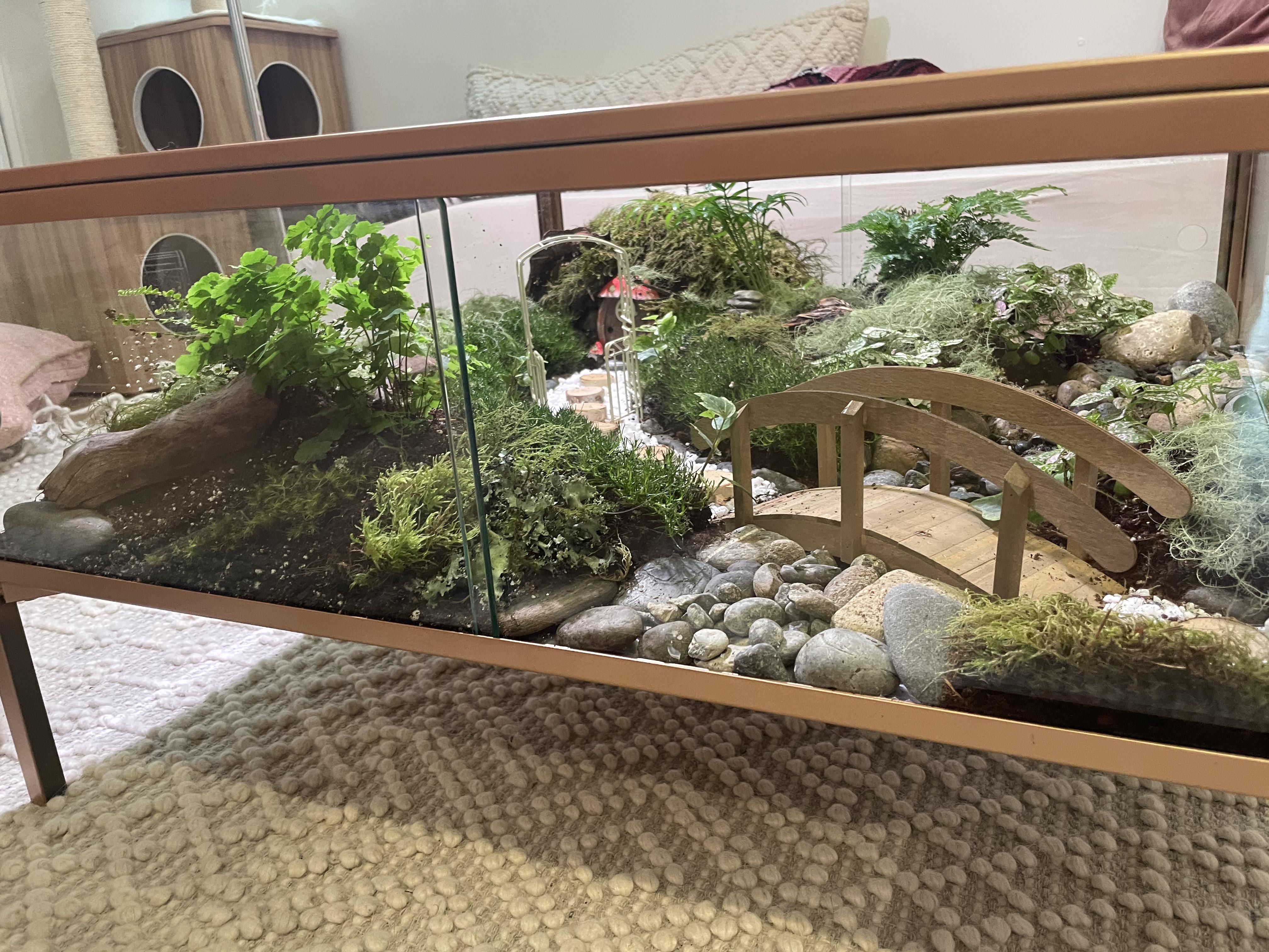 Terrarium Mold? terrariums