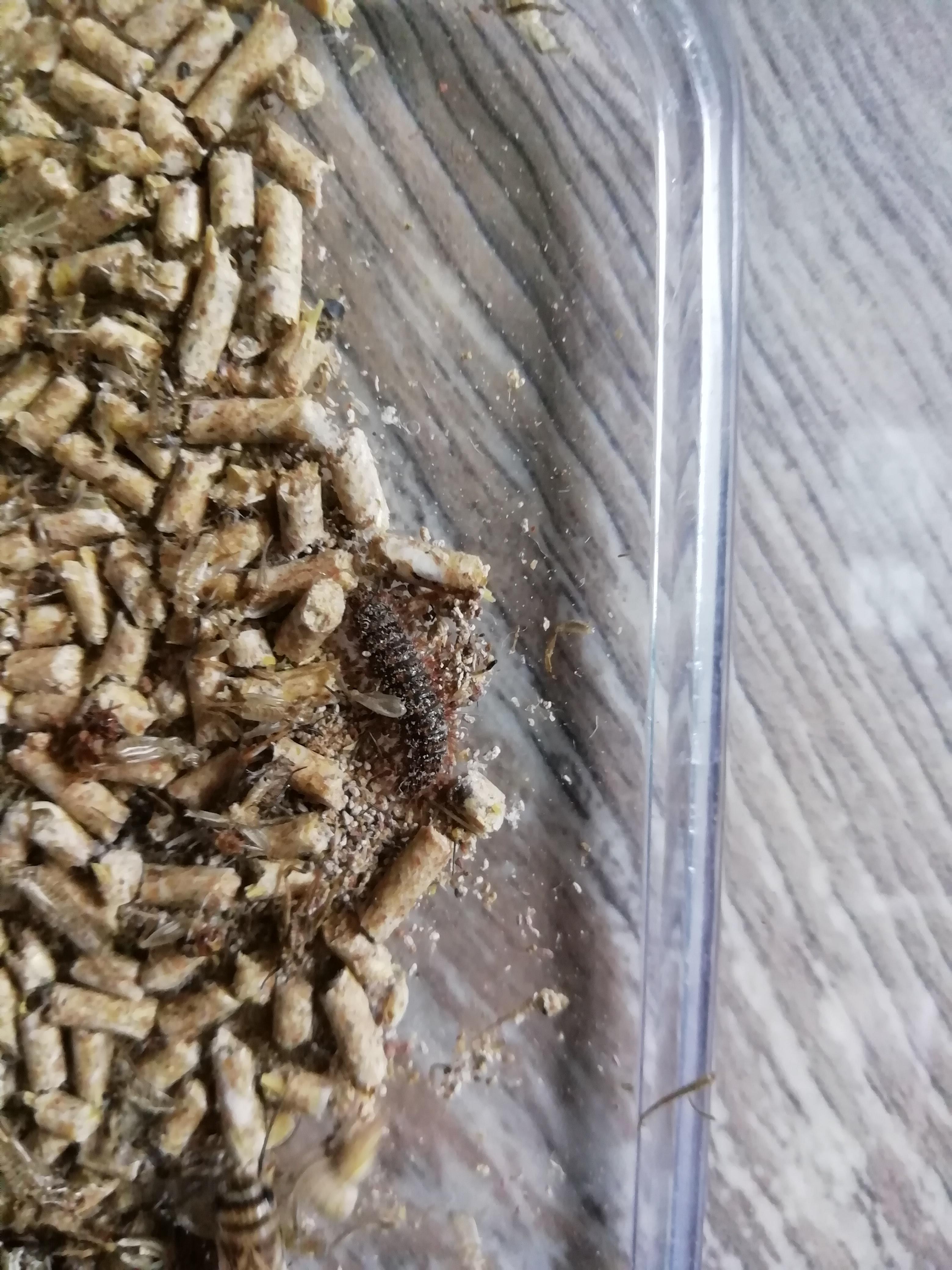 Found these crazy worm in my living food. What is it? Is it potentially