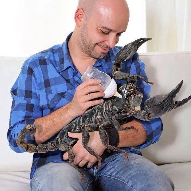 Me breeding a pulmonoscorpius. ARK