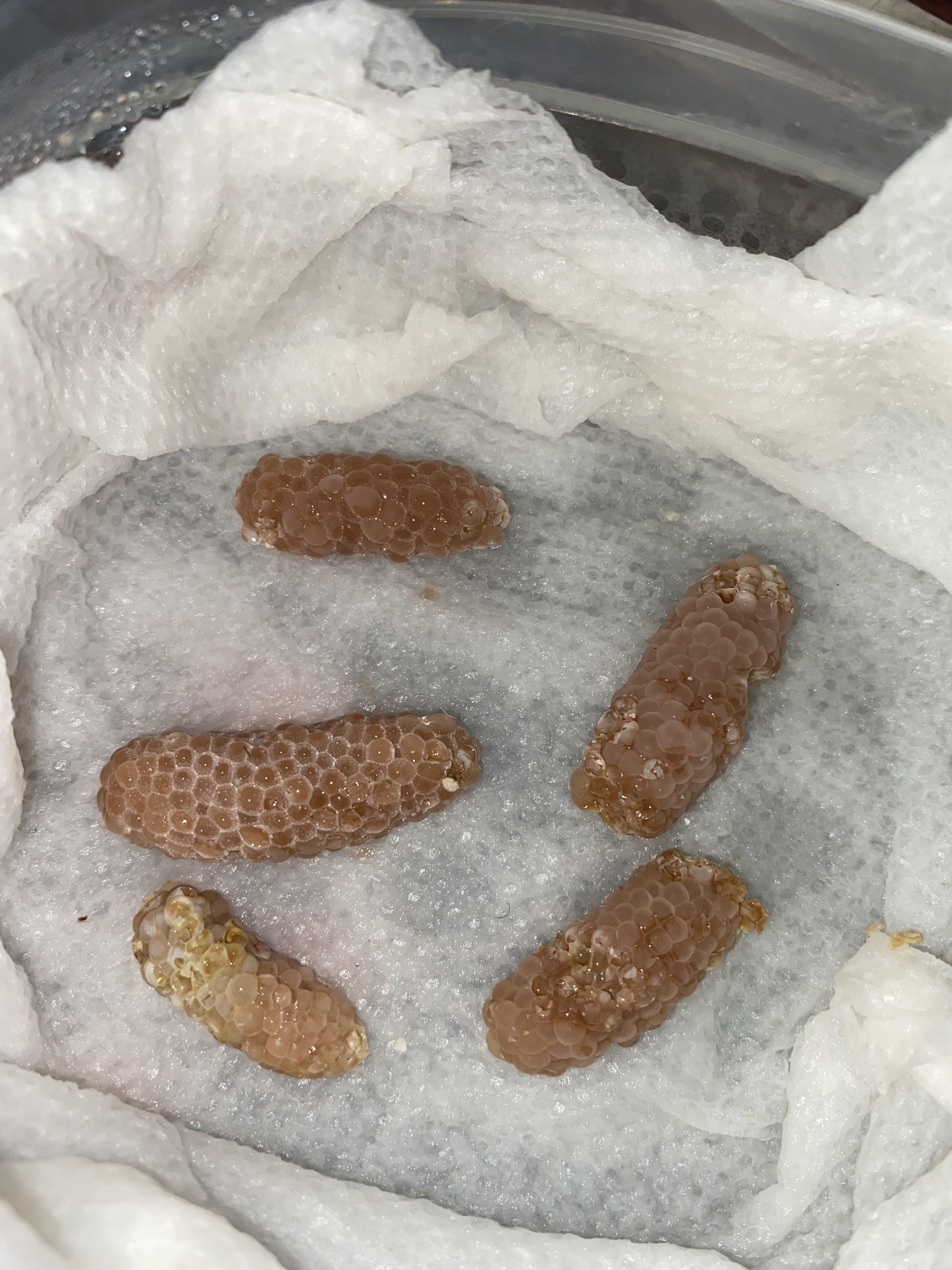 Do these mystery snail eggs look fertile r/snail