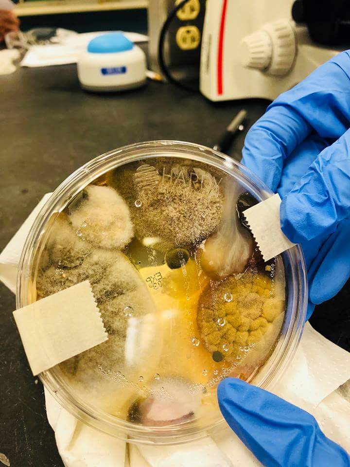Three minutes worth of hand dryer bacteria trapped in a Petri Dish for
